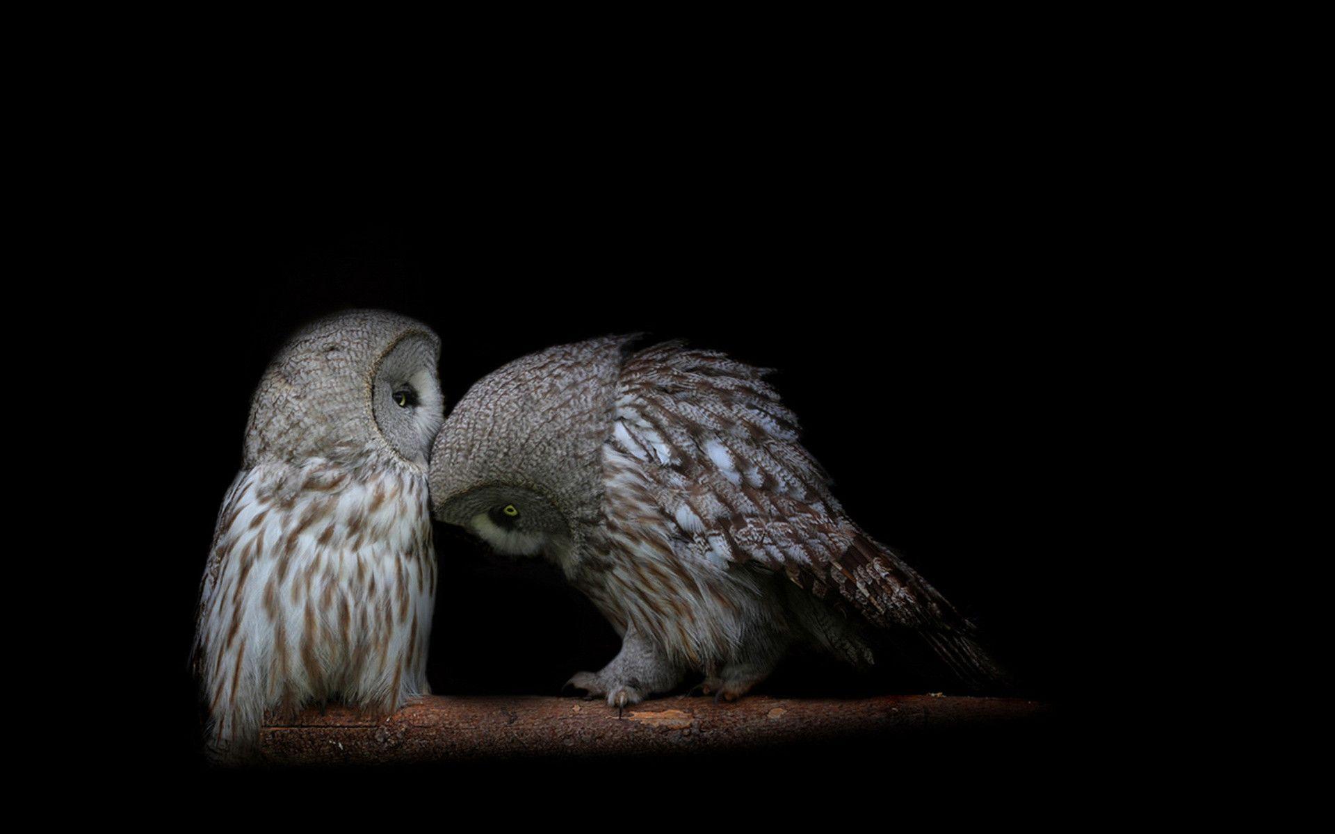 1920x1200 Owl Christmas Wallpaper