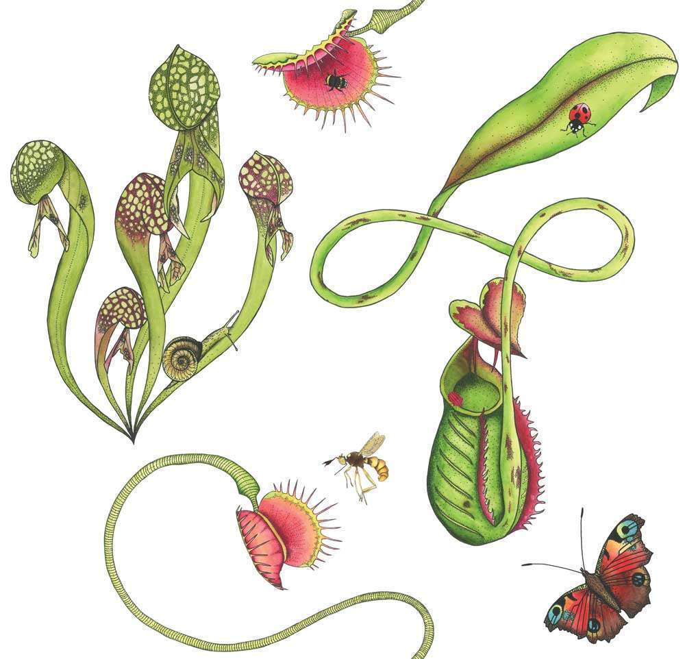 Carnivorous Plant Wallpapers - Top Free Carnivorous Plant Backgrounds