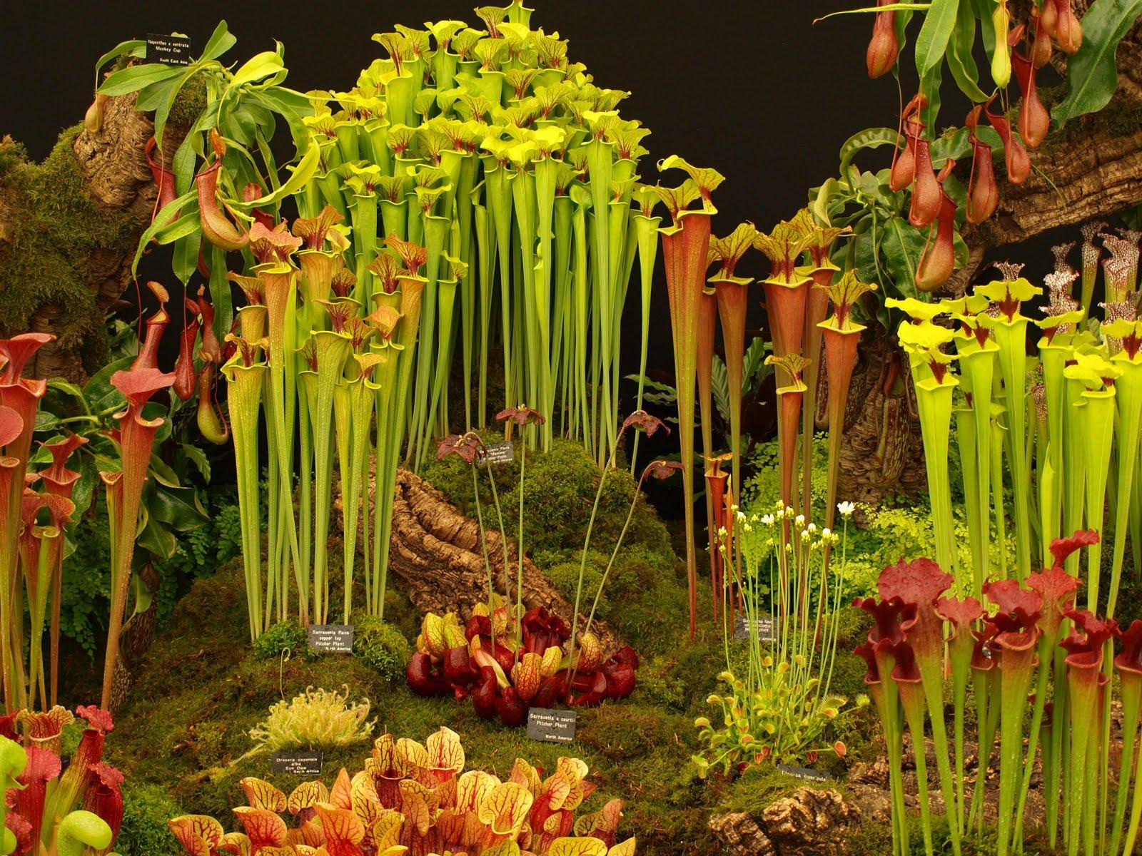 Exquisite Kinds Of Carnivorous Plants Moment Digital Art Exquisite Kinds Of Carnivorous Plants Moment Digital Art