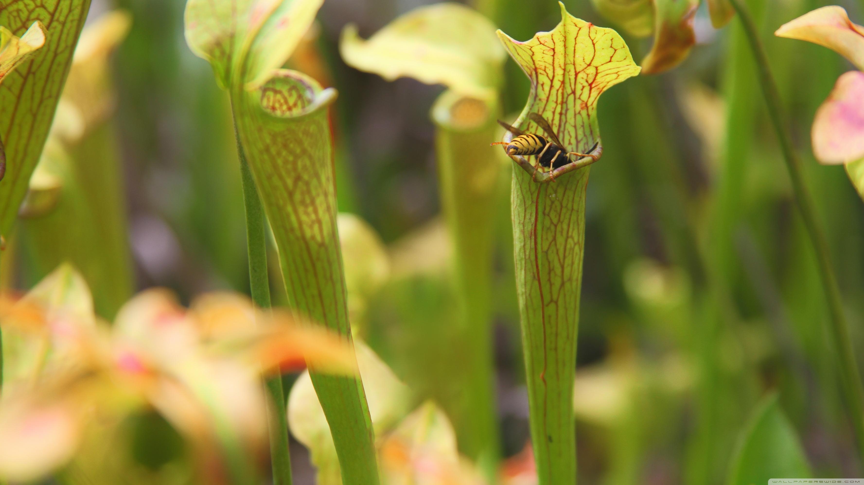 Carnivorous Plant Wallpapers - Top Free Carnivorous Plant Backgrounds