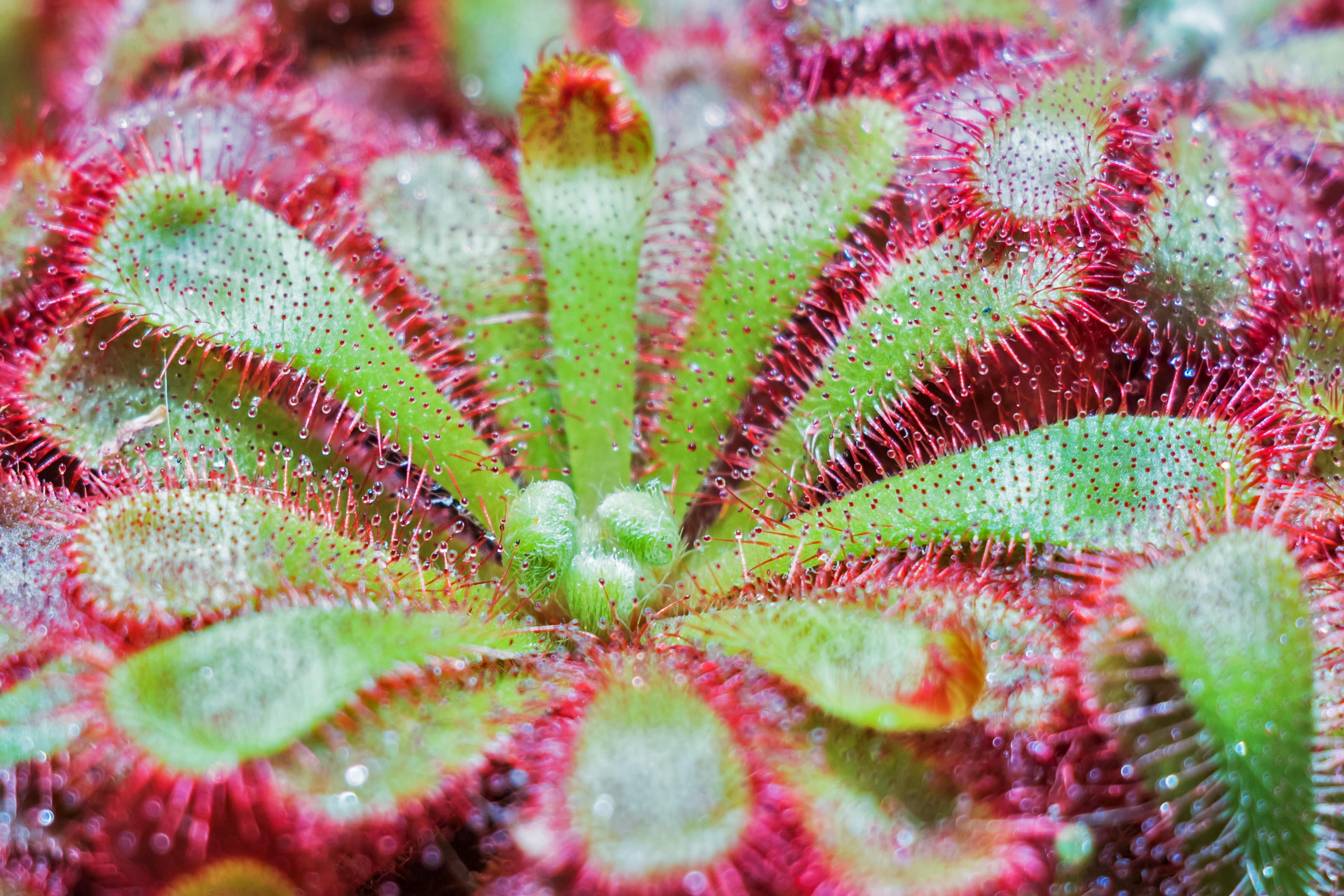 4093x2729 4K Carnivorous Plant Wallpaper and Background Image