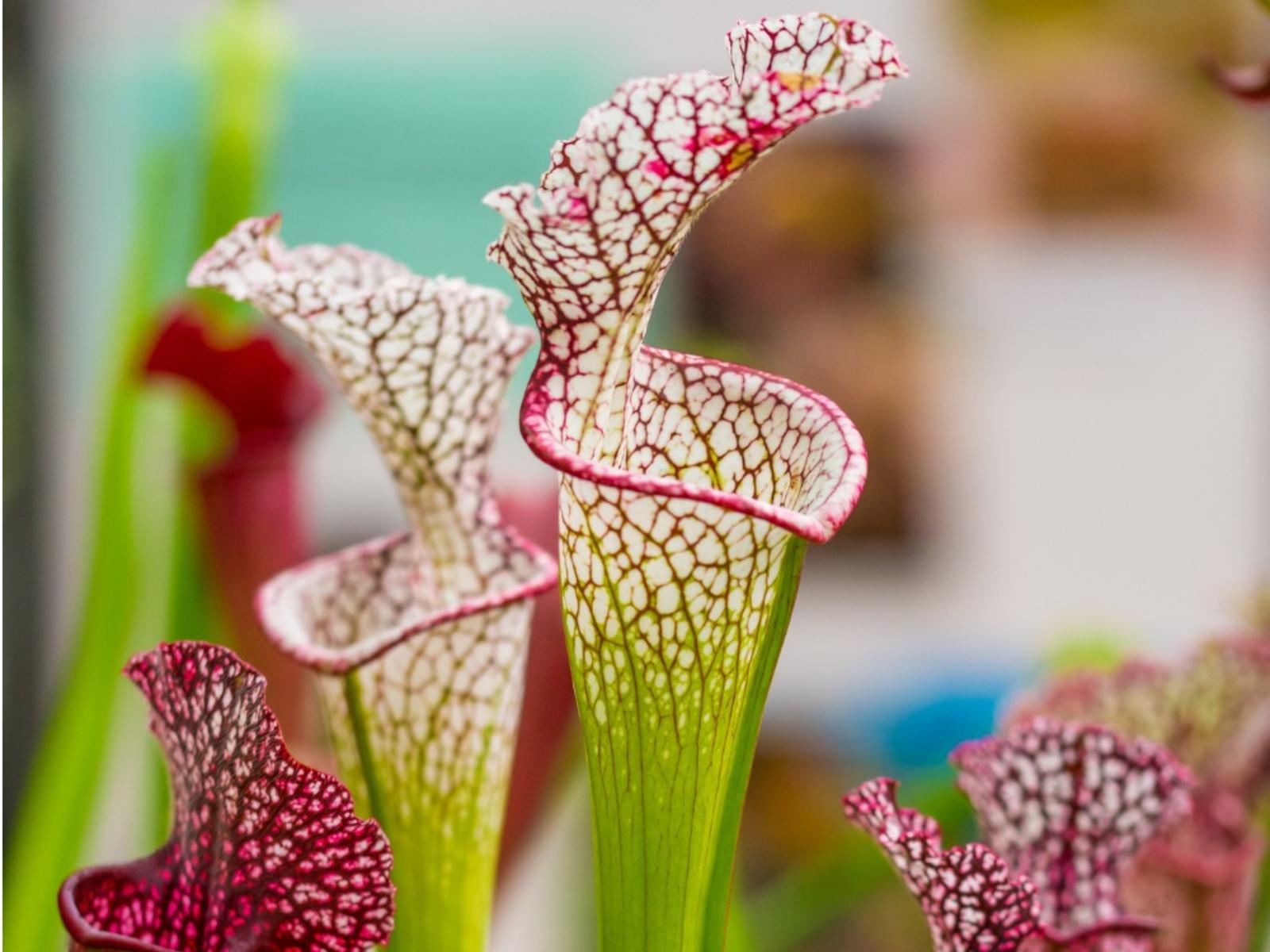 Carnivorous Plant Wallpapers - Top Free Carnivorous Plant Backgrounds