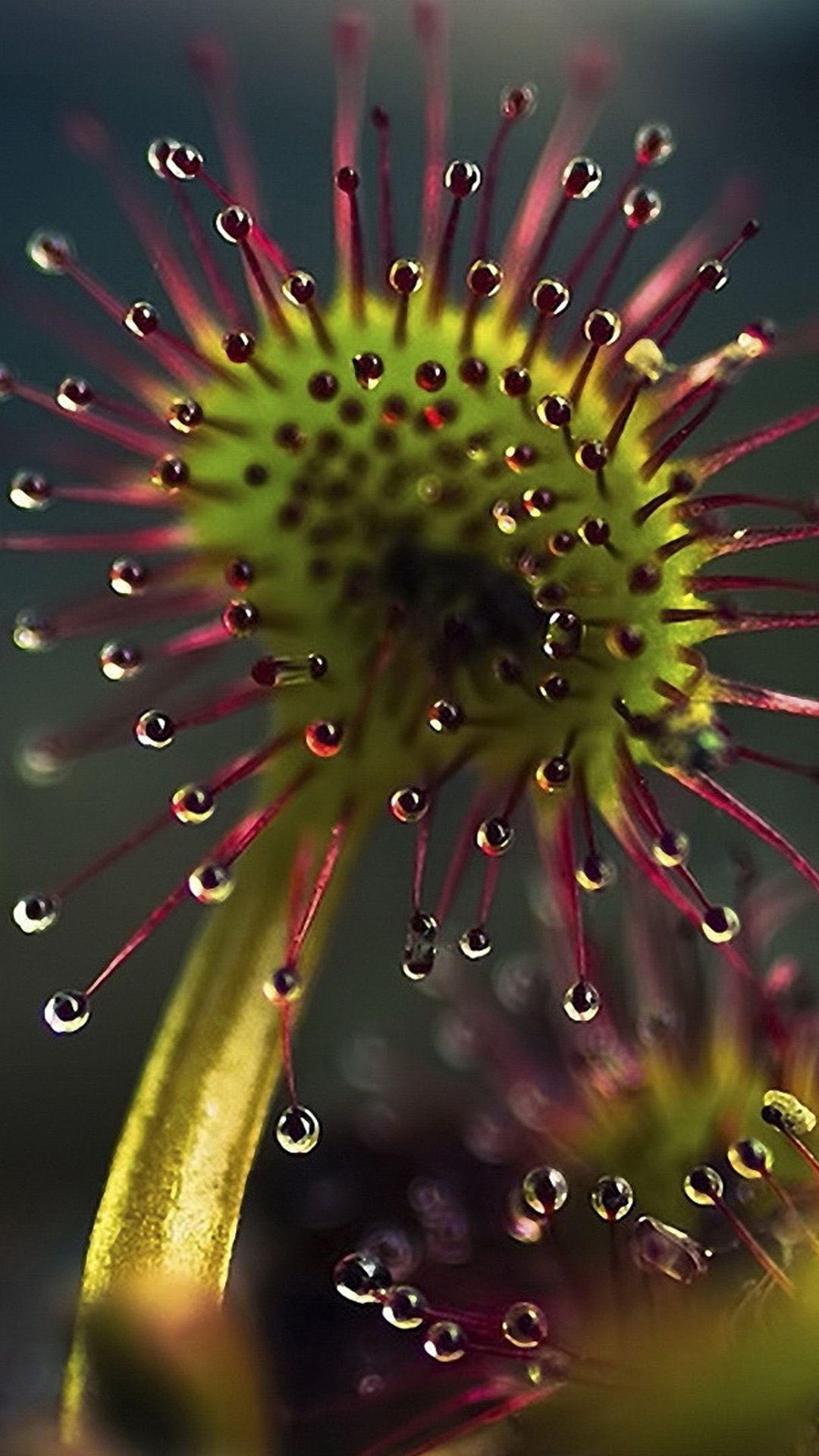 Carnivorous Plant Wallpapers - Top Free Carnivorous Plant Backgrounds