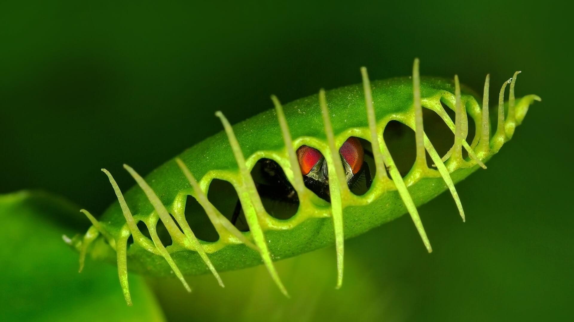 Vivid Kinds Of Carnivorous Plants View Nature Vivid Kinds Of Carnivorous Plants View Nature