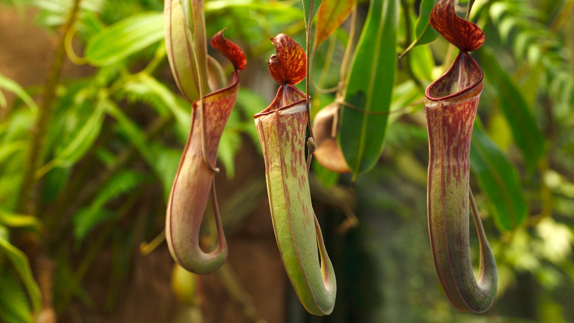 Exquisite Kinds Of Carnivorous Plants View Nature Exquisite Kinds Of Carnivorous Plants View Nature