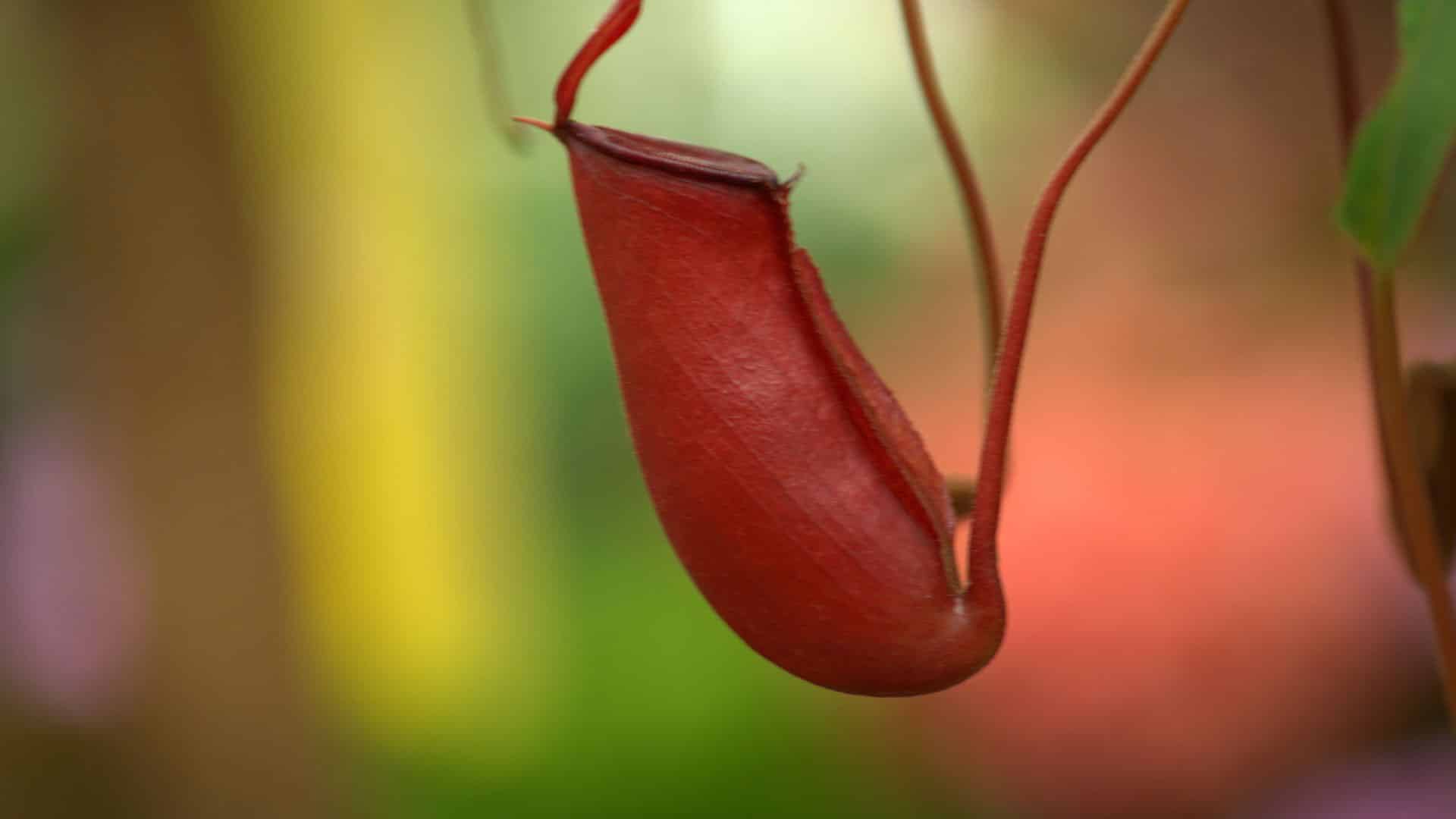 1920x1080 Study uncovered the deadly workings of a carnivorous plant
