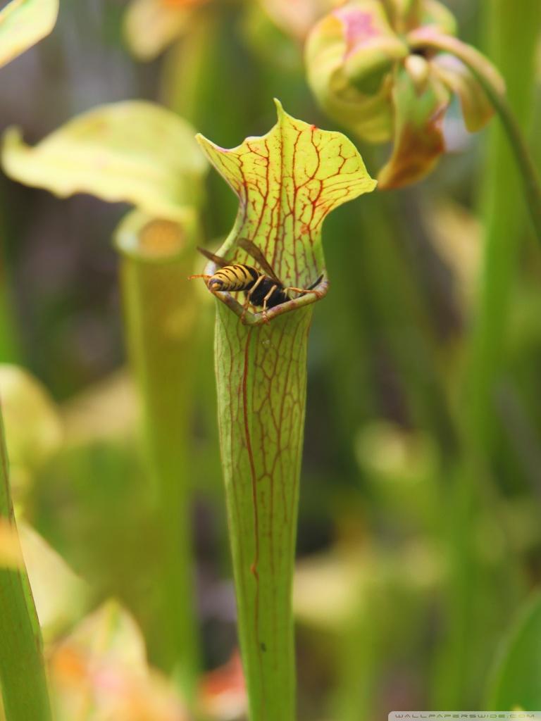 768x1024 Sweet Pitcher Plant Ultra HD Desktop Background Wallpaper for 4K UHD TV : Widescreen & UltraWide Desktop & Laptop : Tablet