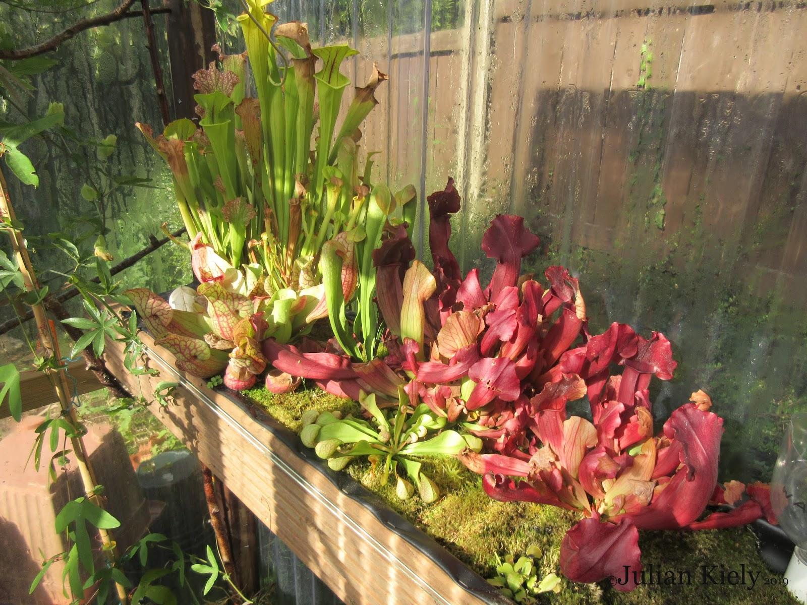 1600x1200 Carnivorous Plant Diversity and Evolution: Part 1