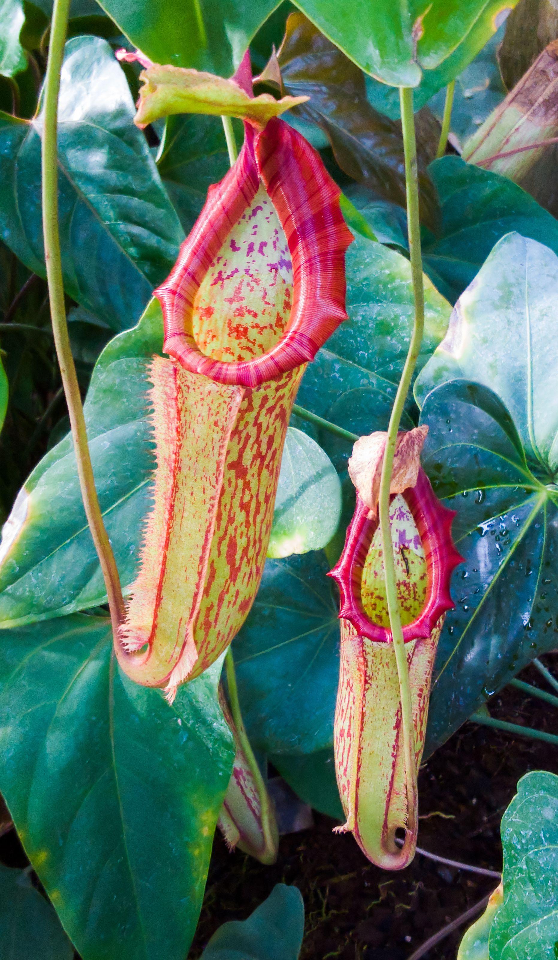 Serene Kinds Of Carnivorous Plants Image for Mobile Serene Kinds Of Carnivorous Plants Image for Mobile