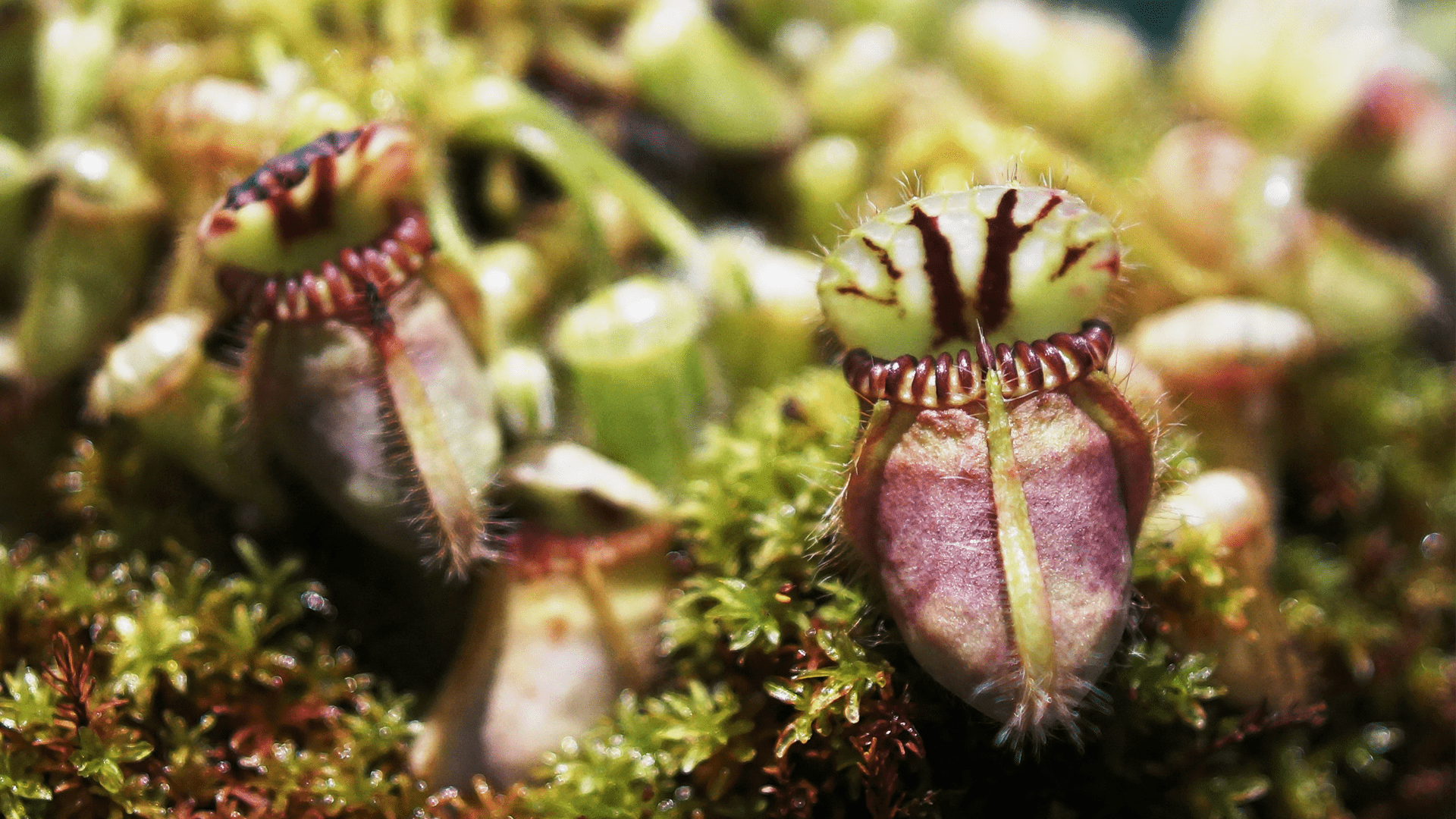 Carnivorous Plant Wallpapers - Top Free Carnivorous Plant Backgrounds