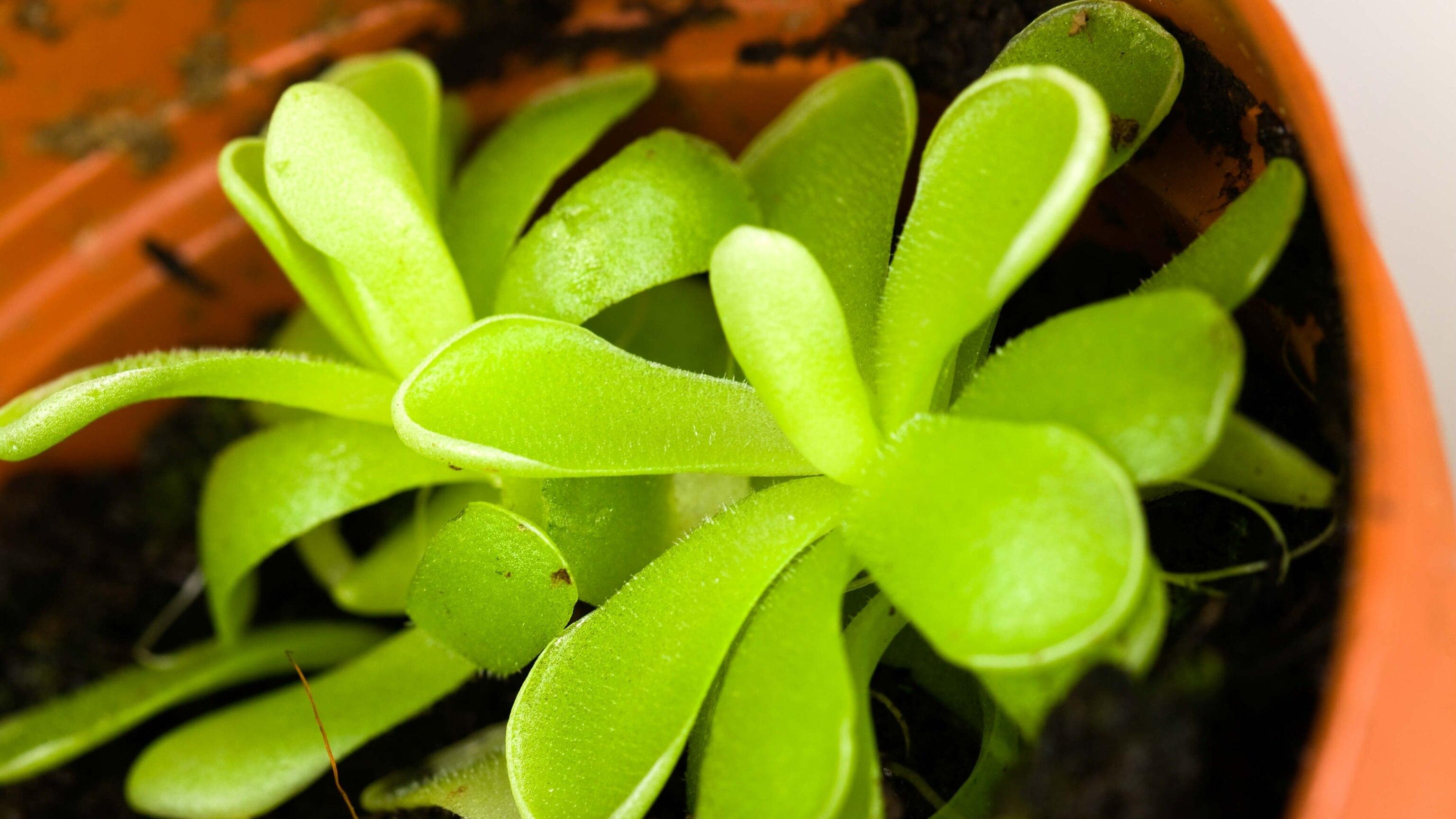 3072x1728 Awesome 8 Carnivorous Plants