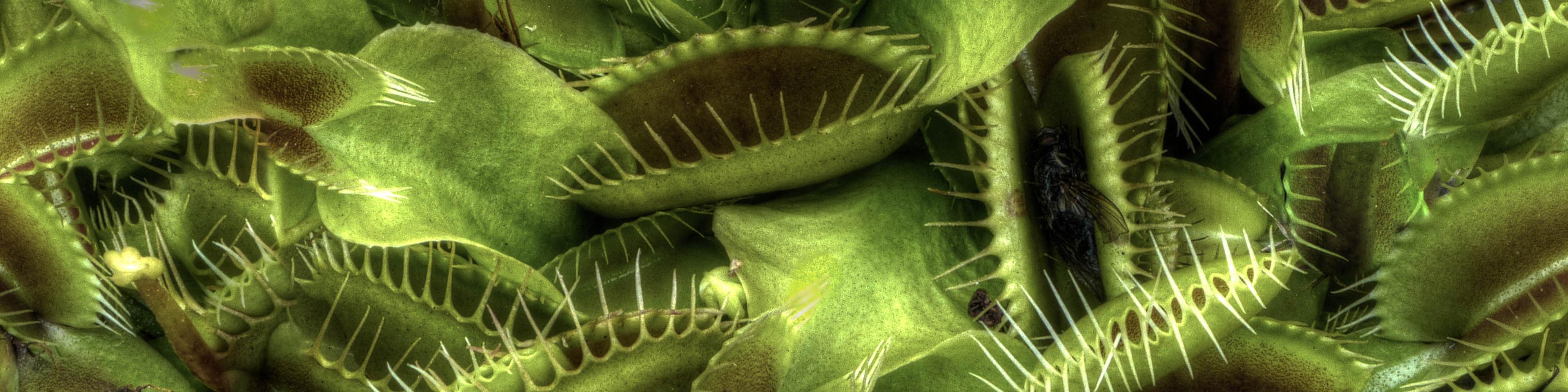 Carnivorous Plant Wallpapers - Top Free Carnivorous Plant Backgrounds