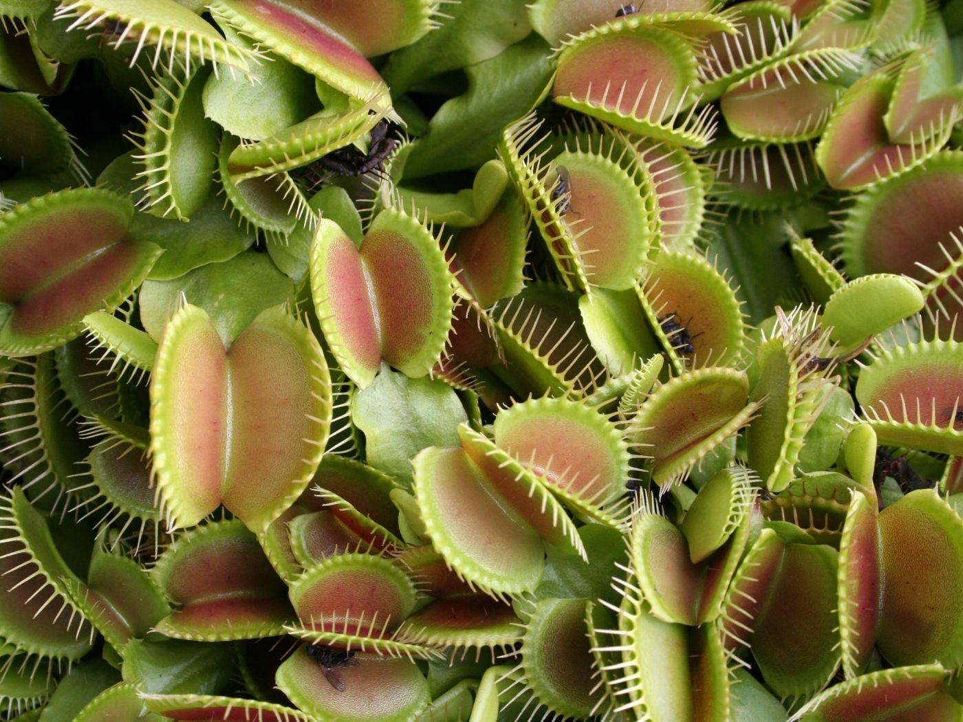 Carnivorous Plant Wallpapers - Top Free Carnivorous Plant Backgrounds ...