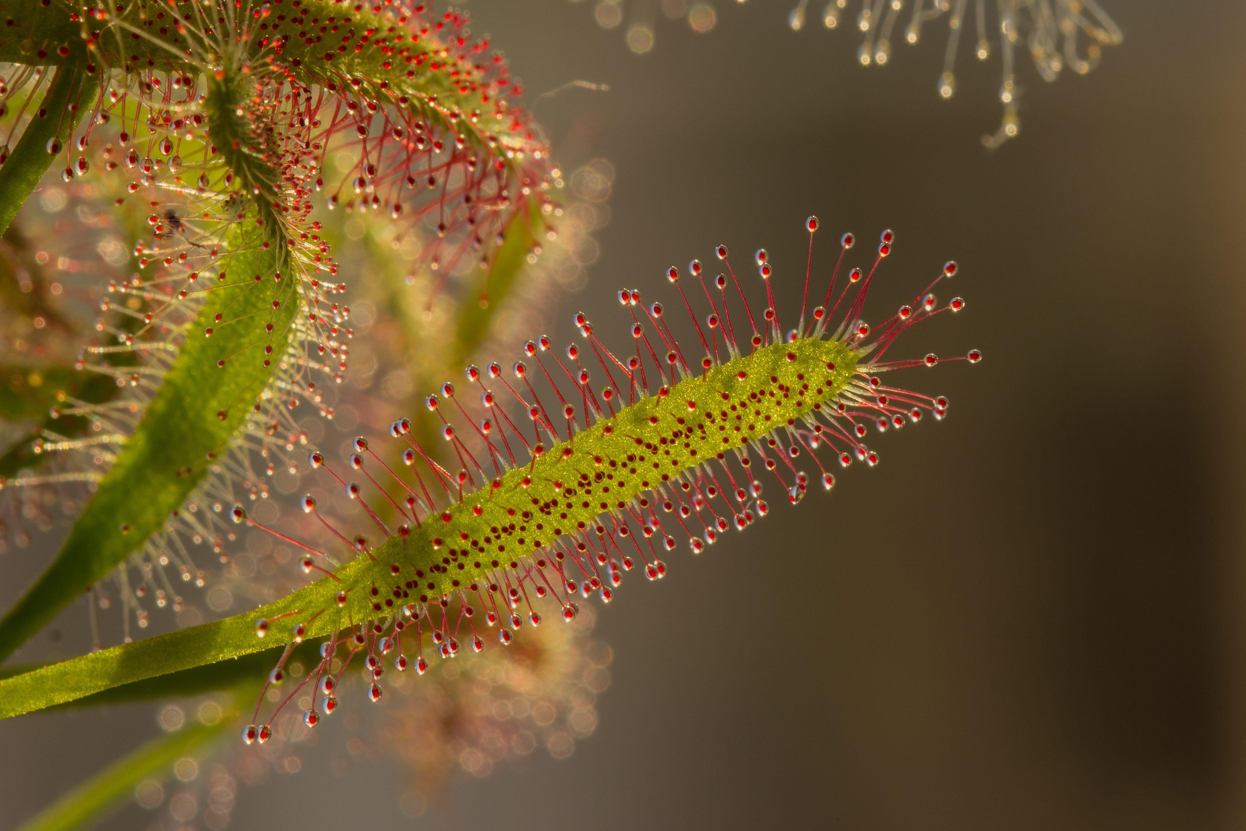 High-Quality Kinds Of Carnivorous Plants Image for Desktop High-Quality Kinds Of Carnivorous Plants Image for Desktop