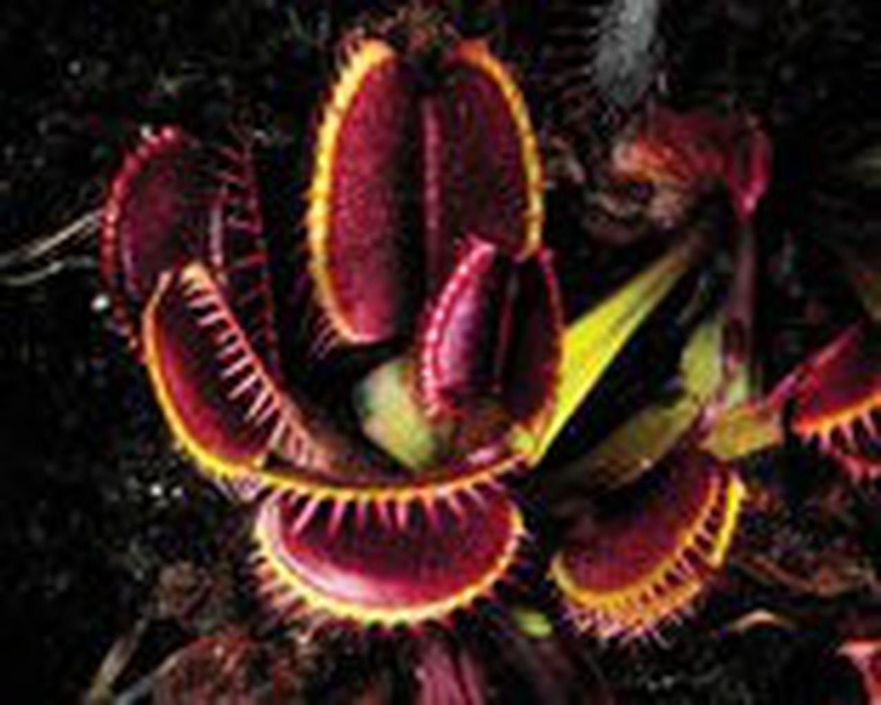 Carnivorous Plant Wallpapers - Top Free Carnivorous Plant Backgrounds