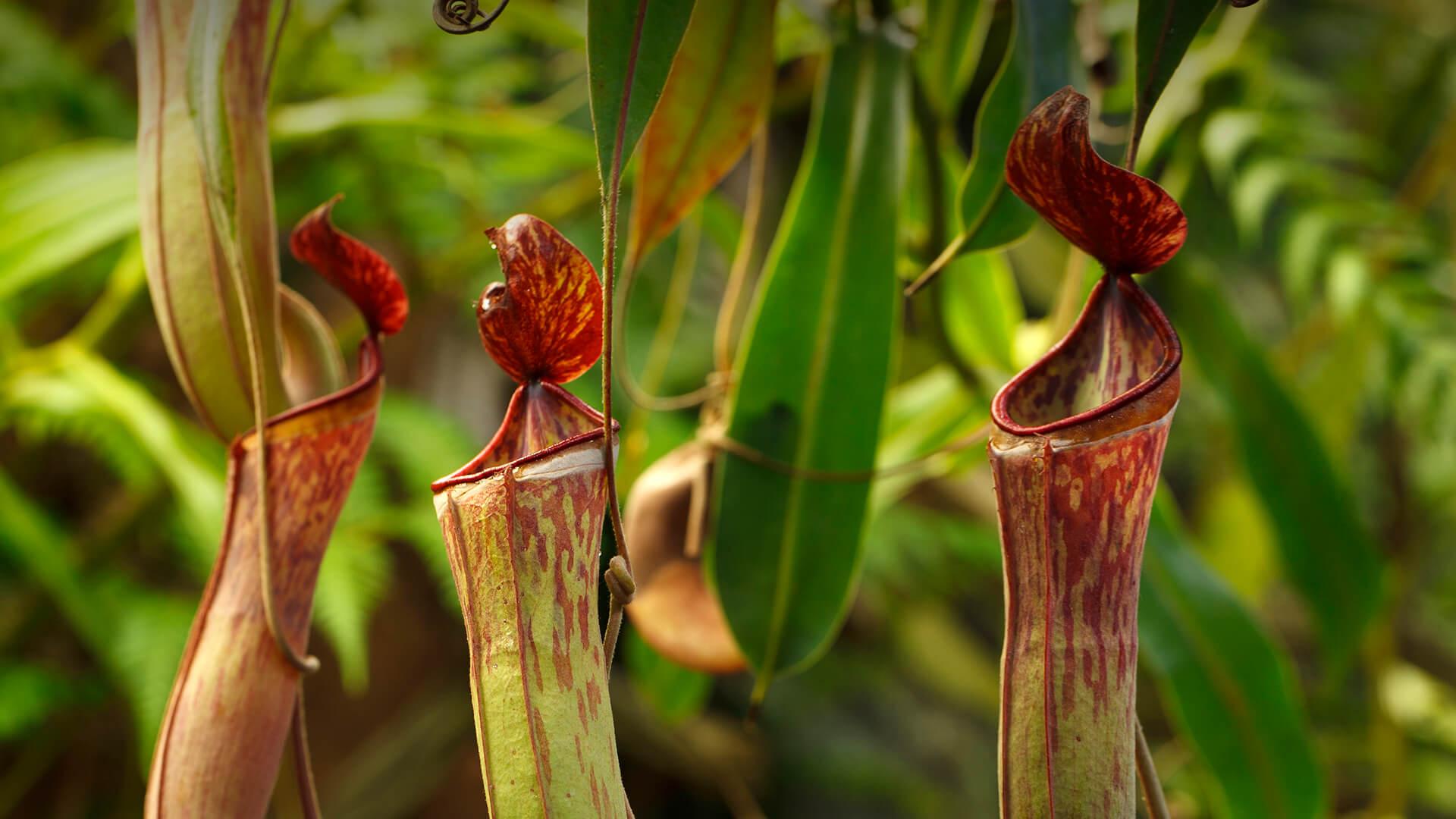 1920x1080 Tropical Pitcher Plant. San Diego Zoo Animals & Plants