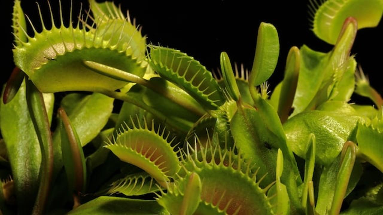 1280x720 Carnivorous Plant Sale + Book Signing by Tampa author, Kenny Coogan. Tombolo Books. Literary, Learn, Visual Art. Creative Loafing Tampa Bay