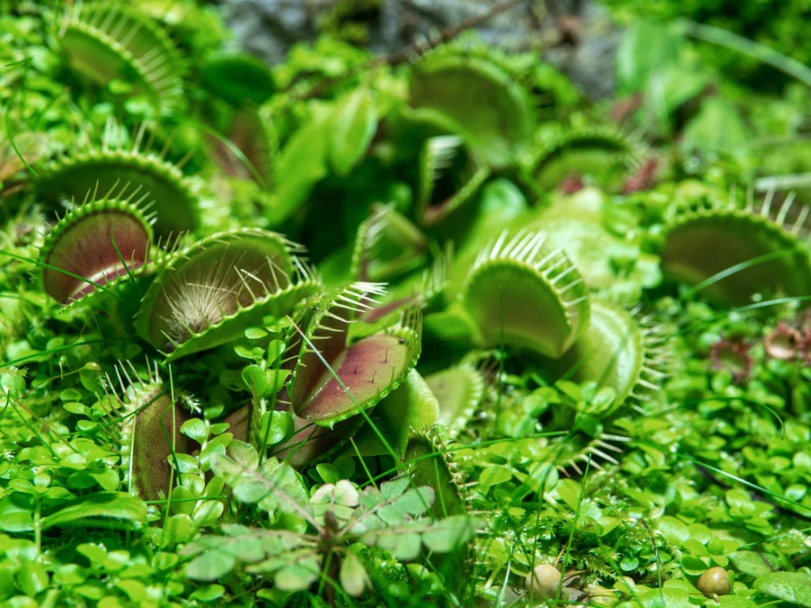 1600x1200 Outdoor Carnivorous Garden: Tips On Creating A Carnivorous Plant Garden