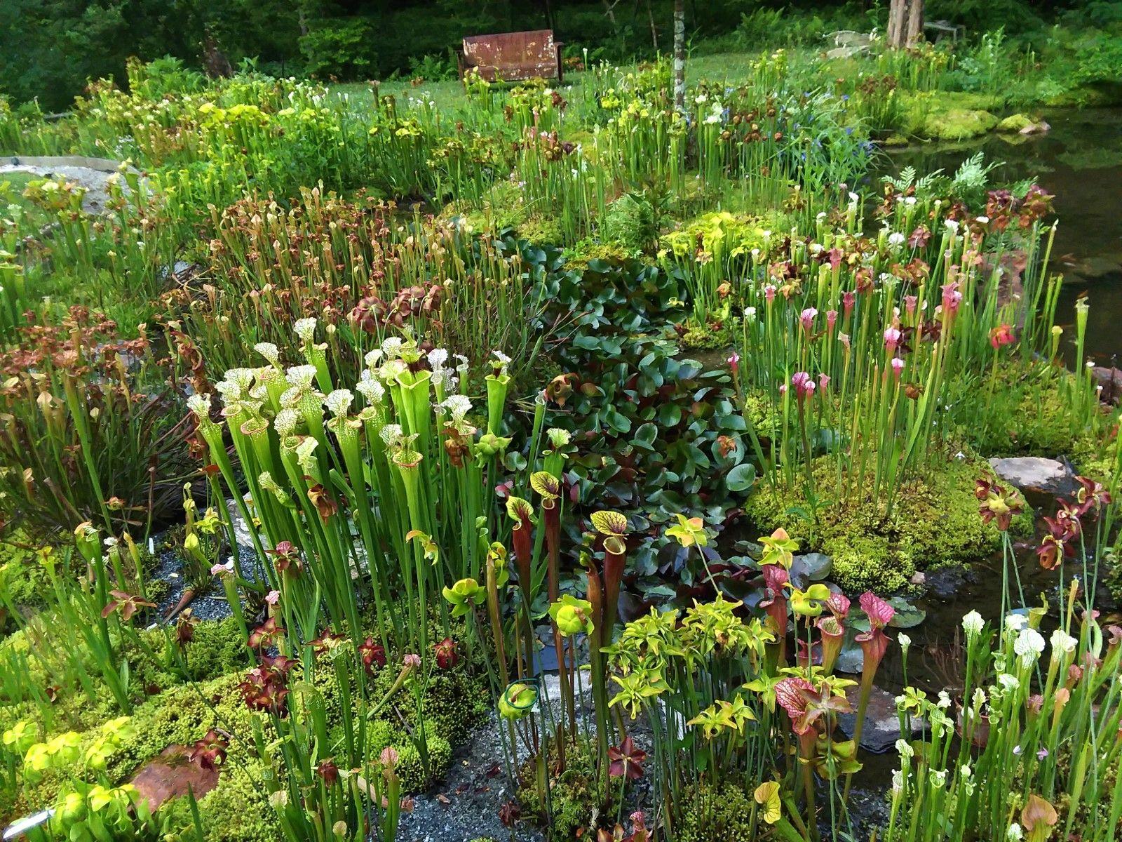 1600x1200 Hardy Carnivorous Plants