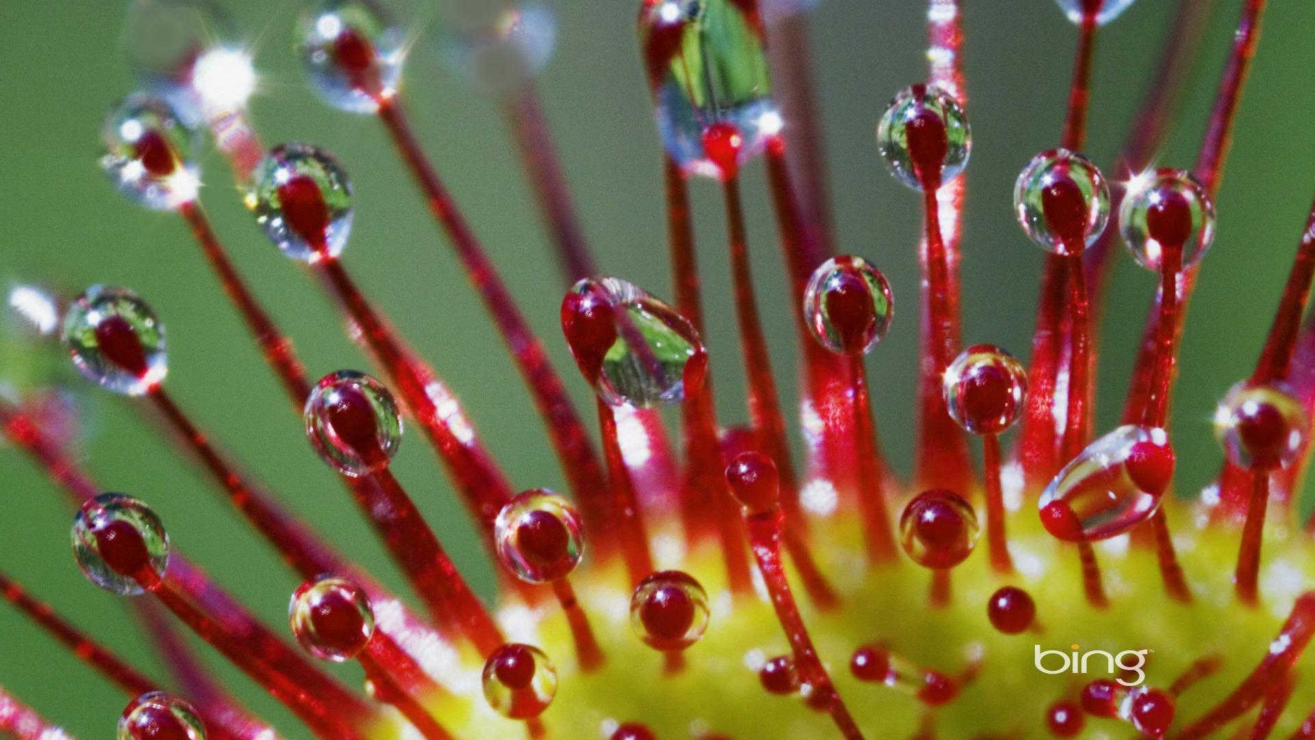 1920x1080 Flower macro photography