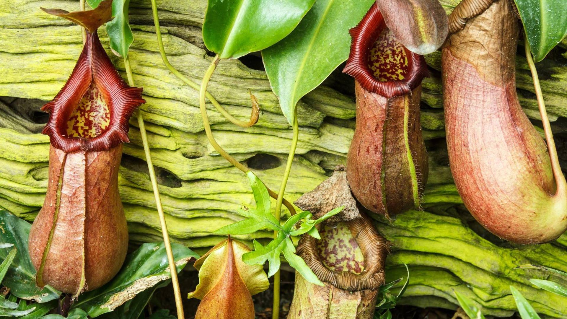 Carnivorous Plant Wallpapers - Top Free Carnivorous Plant Backgrounds