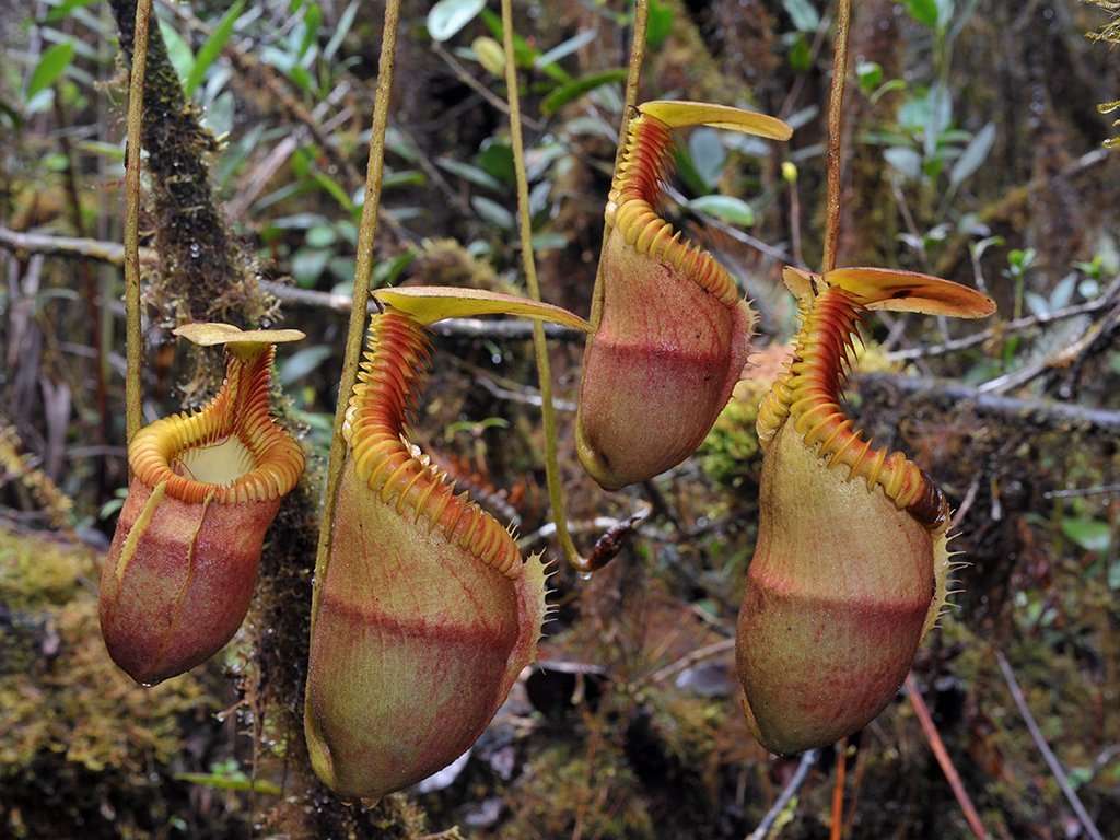 Carnivorous Plant Wallpapers - Top Free Carnivorous Plant Backgrounds