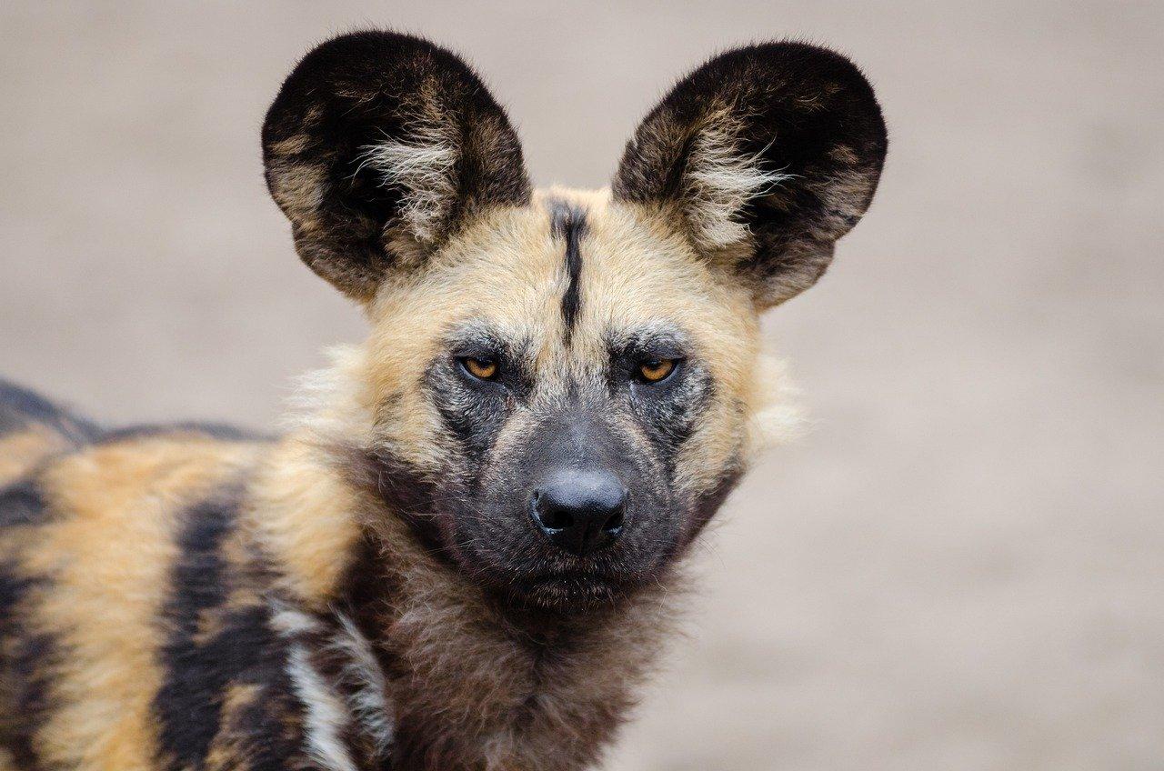 1280x848 Lycaon African Wild Dog