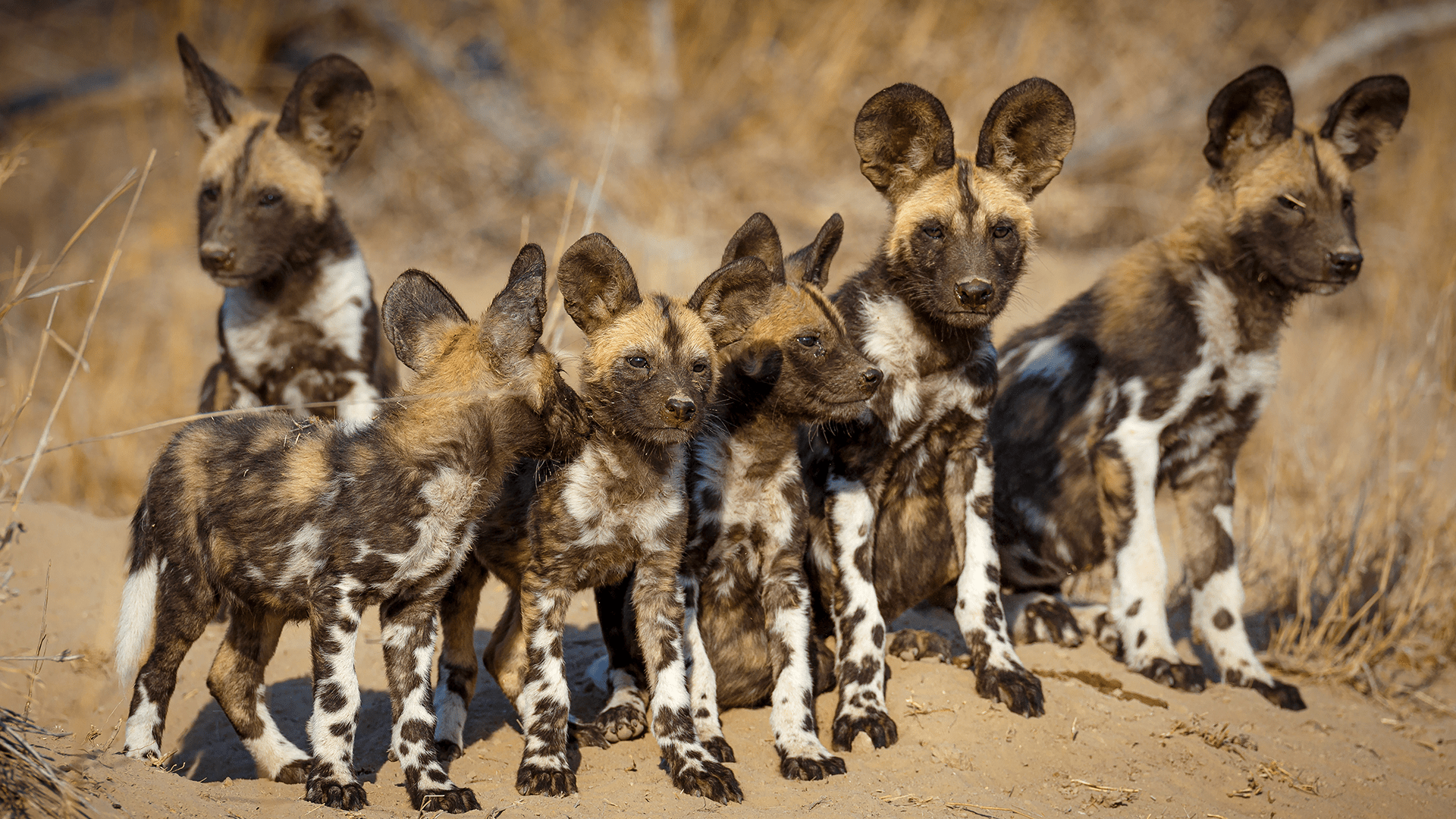 African Wild Dog Wallpapers - Top Free African Wild Dog Backgrounds ...