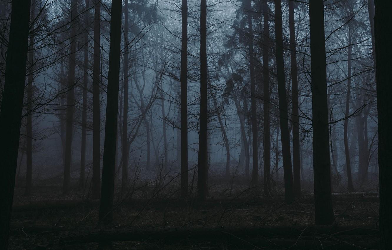 1332x850 Wallpaper forest, trees, nature, fog, twilight image for desktop, section природа