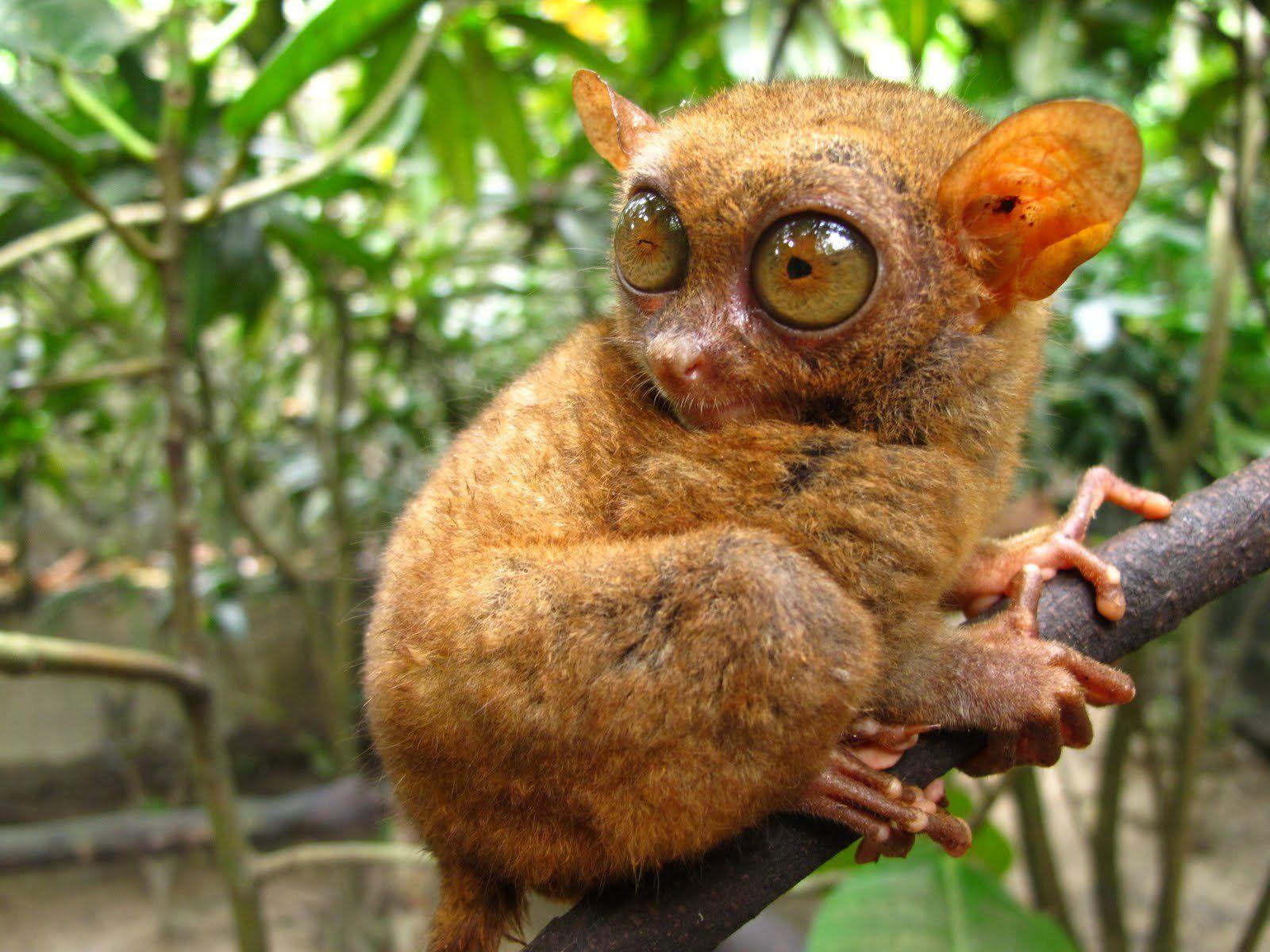 1600x1200 TARSIER monkey primate eyes humor funny cute (3) wallpaperx1200. Animals, Tarsier, Animals wild