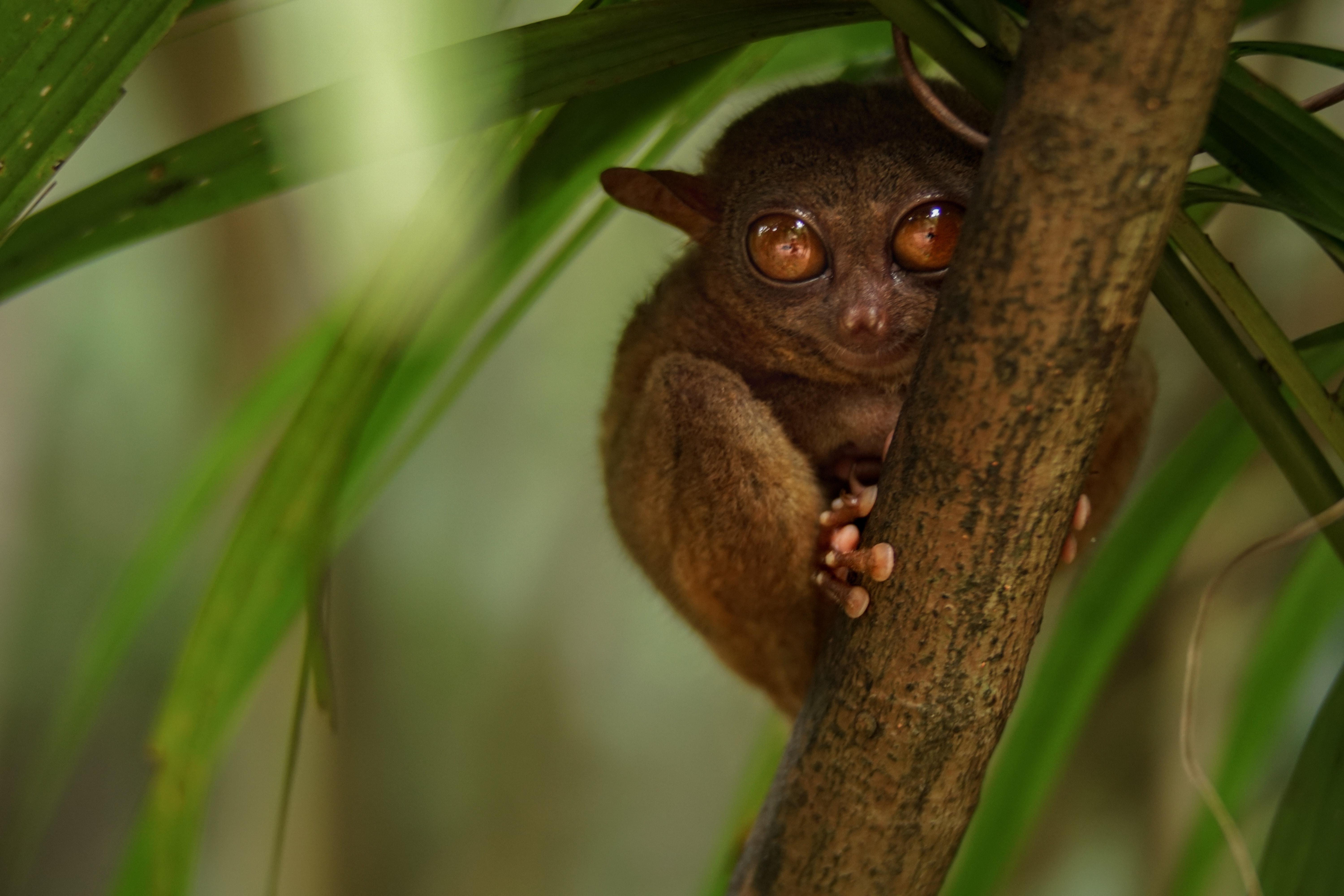 6000x4000 Tarsier Photo, Download Free Tarsier & HD Image