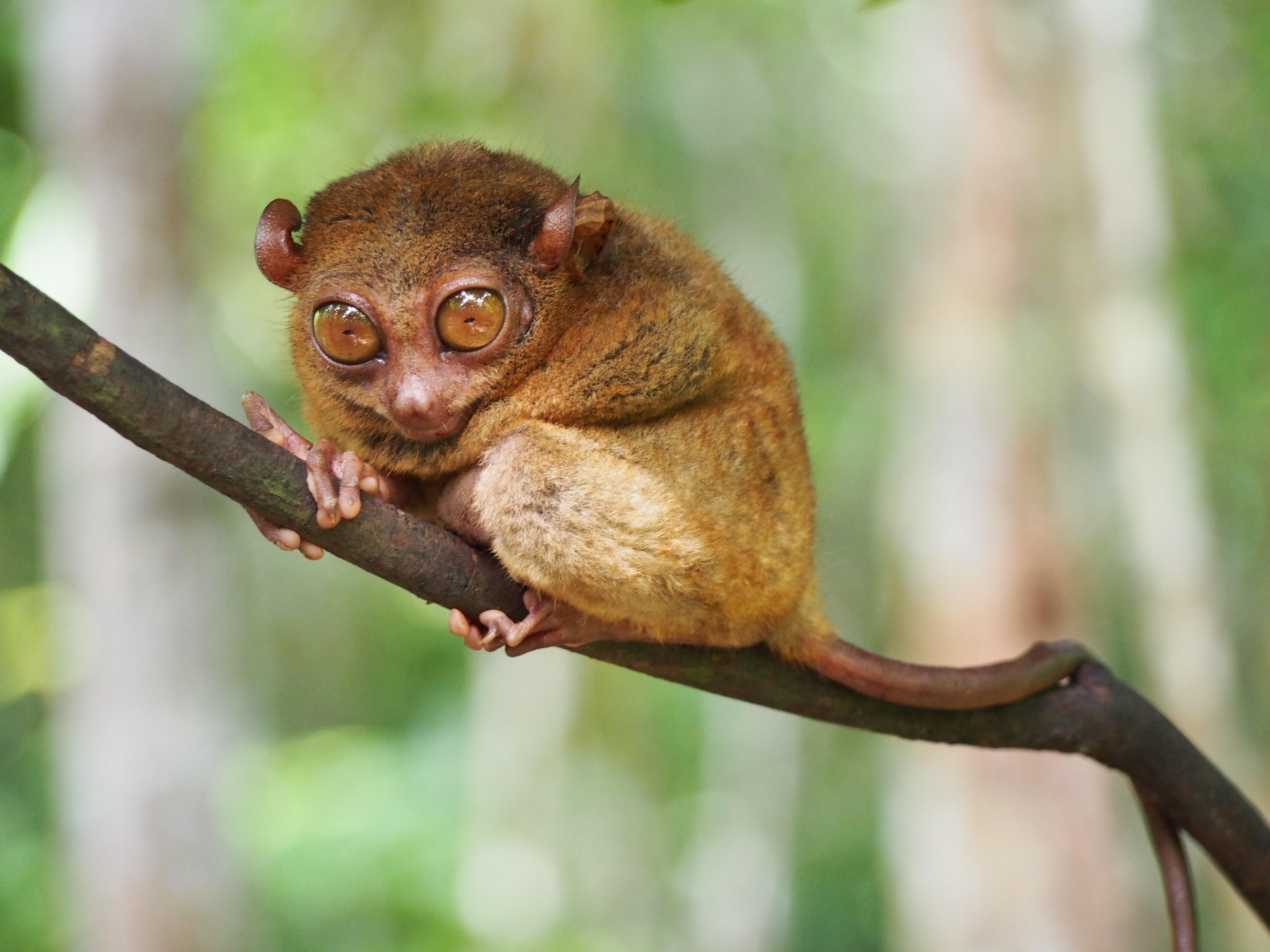 4608x3456 Researchers look to locals to fill knowledge gap on Philippine tarsier. Earth Journalism Network
