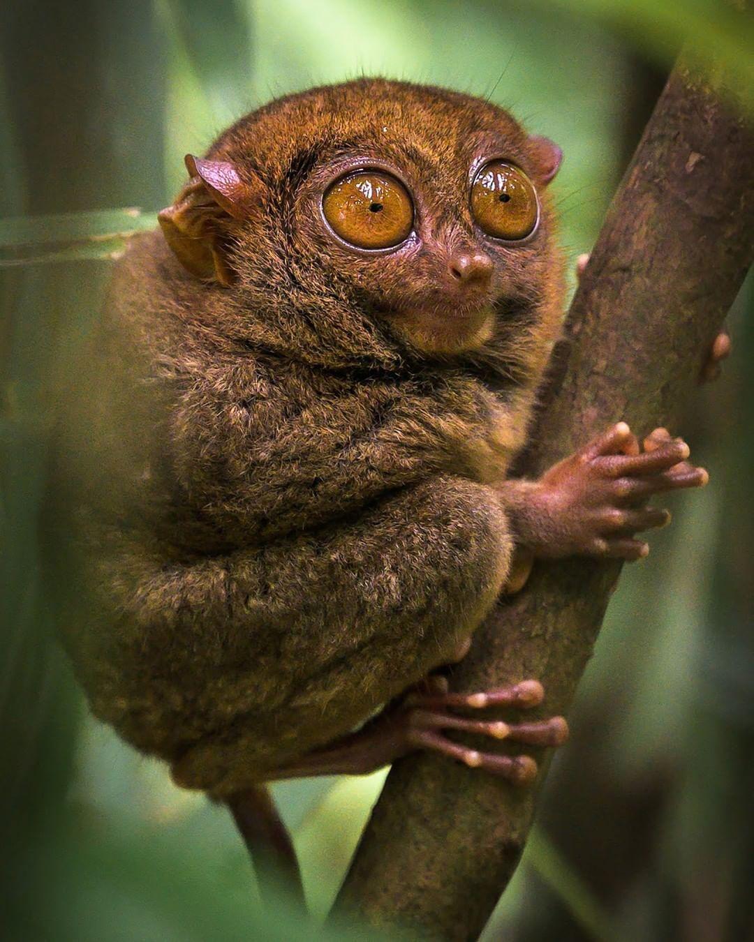 tarsier wallpaper