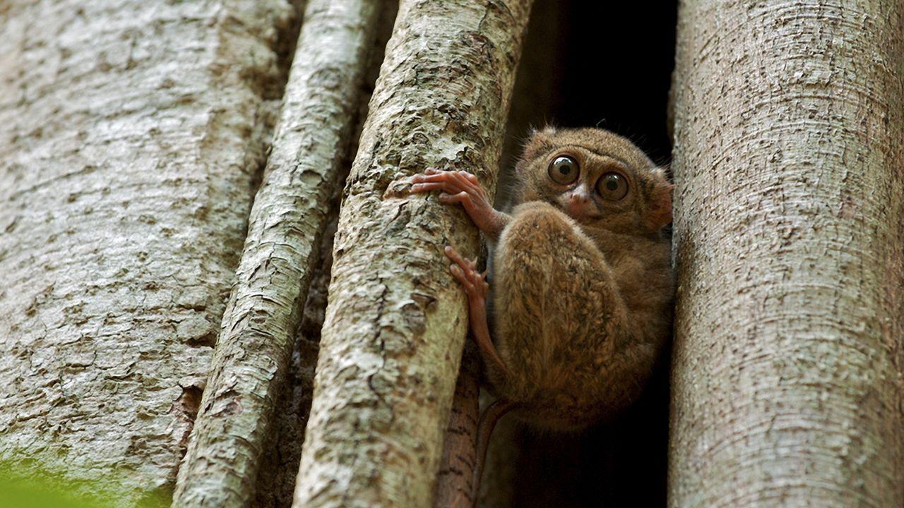 Tarsier Wallpapers - Top Free Tarsier Backgrounds - WallpaperAccess