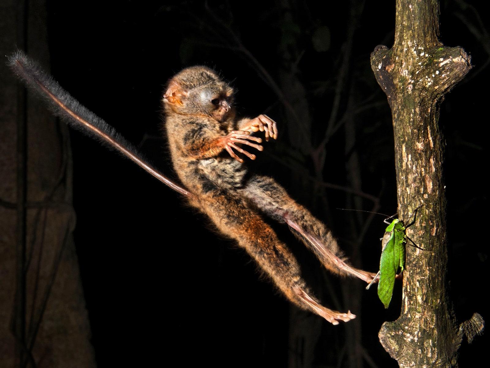 1600x1200 Absurd Creature of the Week: The Tiny Primate That Was Probably the Inspiration for Yoda