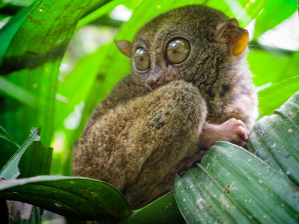 1024x768 Philippine Tarsier. PUBLISHED Tacomacc.libguides.com Anth_2