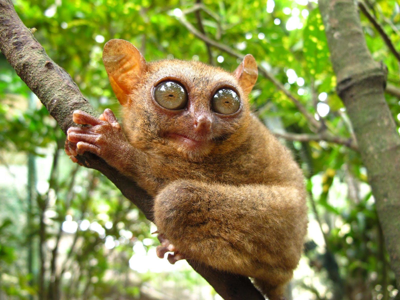 1600x1200 tarsier, Monkey, Primate, Eyes, Humor, Funny, Cute, Jpg Wallpaper HD / Desktop and Mobile Background