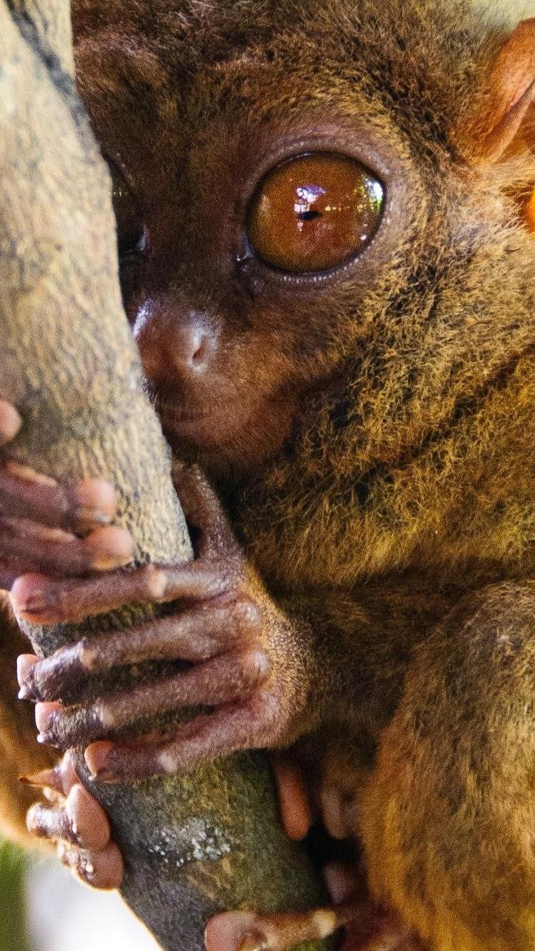 750x1334 Monkey, Tarsier 750x1334 IPhone 8 7 6 6S Wallpaper, Background, Picture, Image