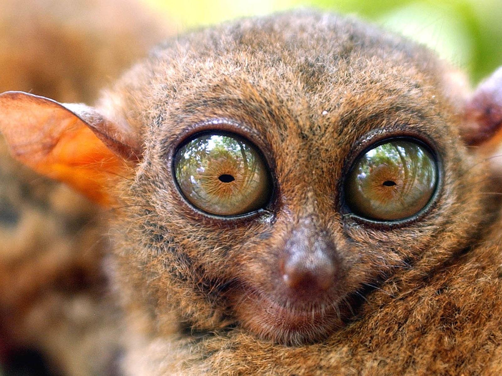 1600x1200 Absurd Creature of the Week: The Tiny Primate That Was Probably the Inspiration for Yoda