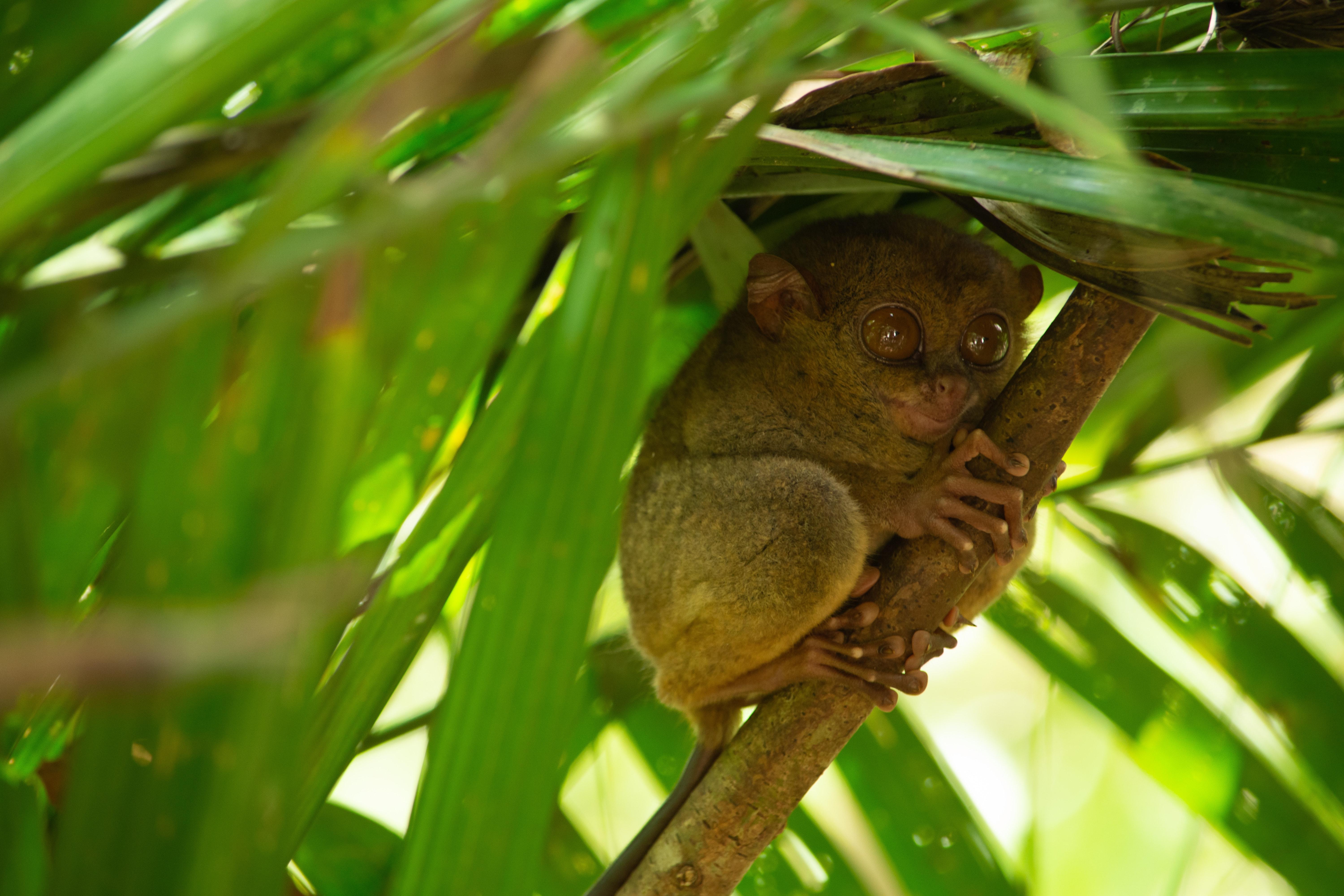 6000x4000 Tarsier Photo, Download Free Tarsier & HD Image