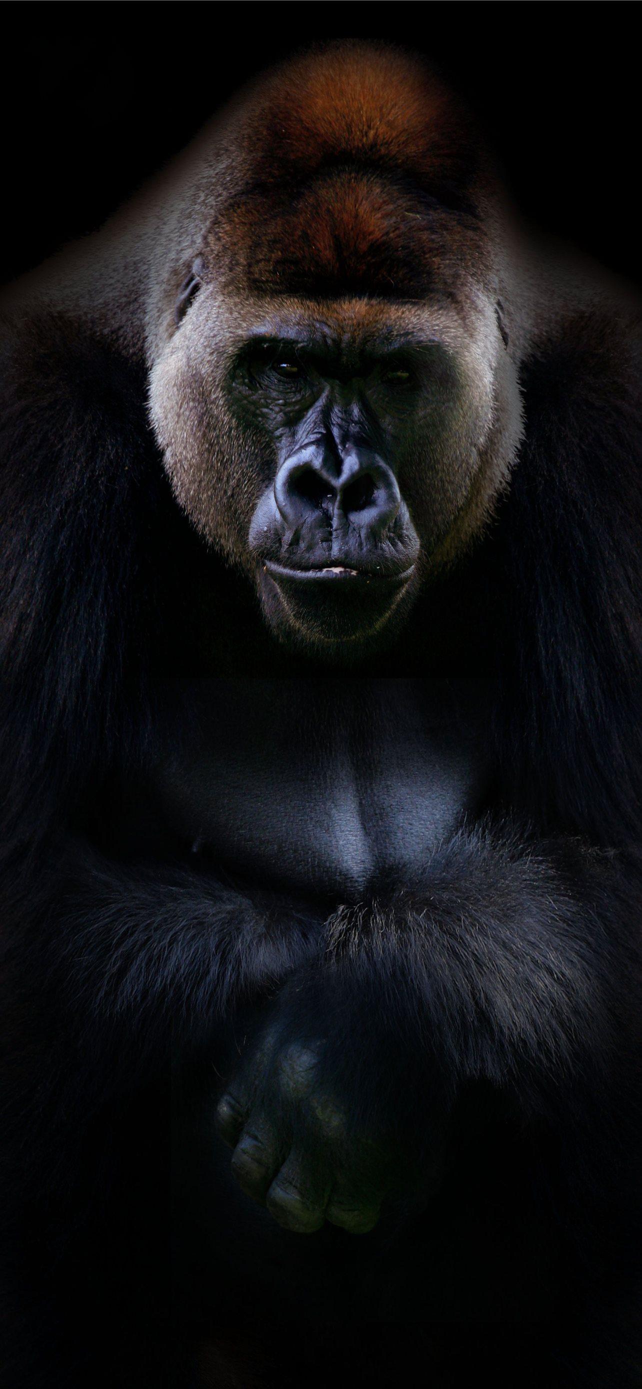 Gorrilla Wallpapers - Top Free Gorrilla Backgrounds - WallpaperAccess