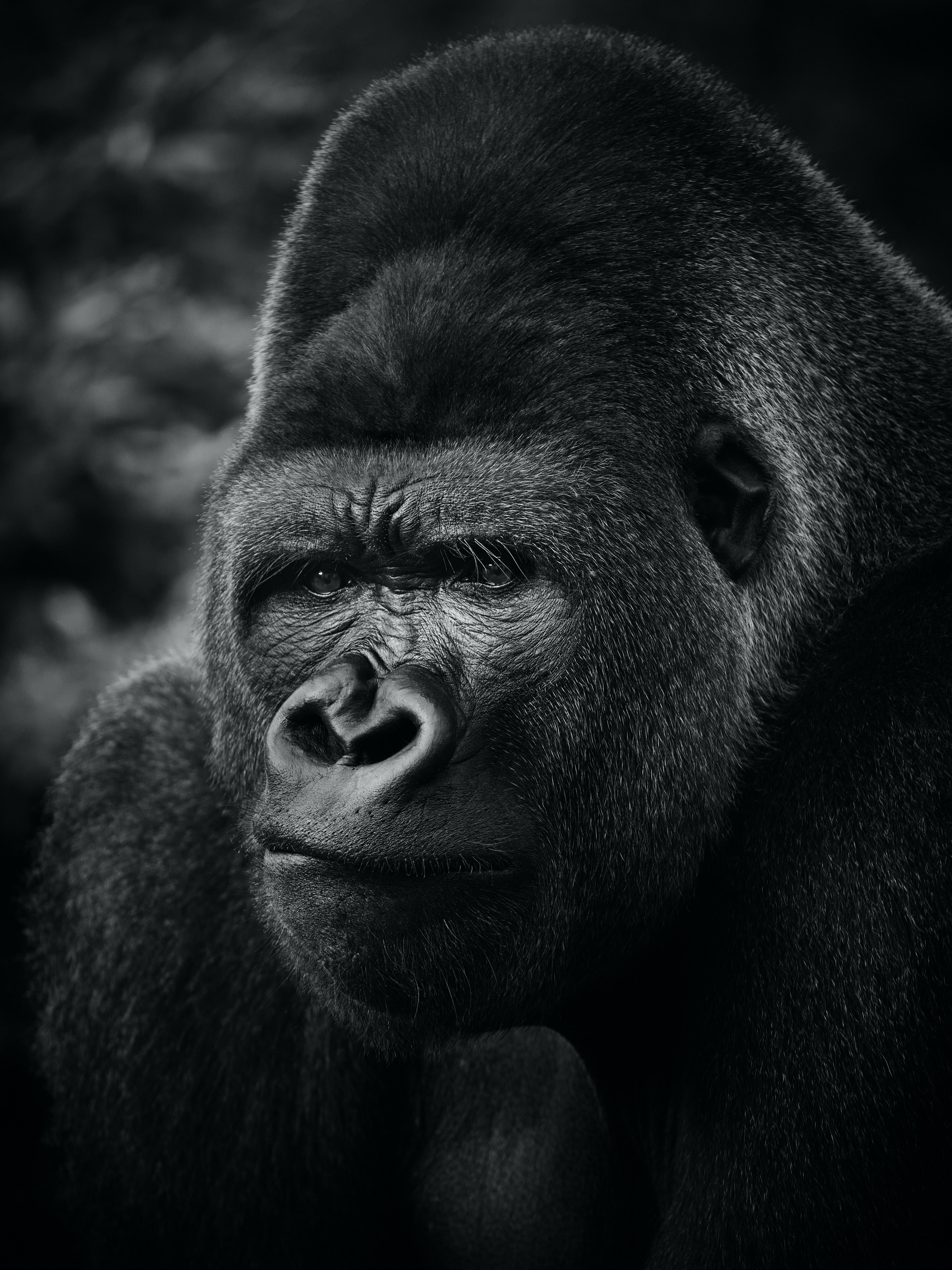 4160x5547 Download Gorilla wallpaper for mobile phone, free Gorilla HD picture