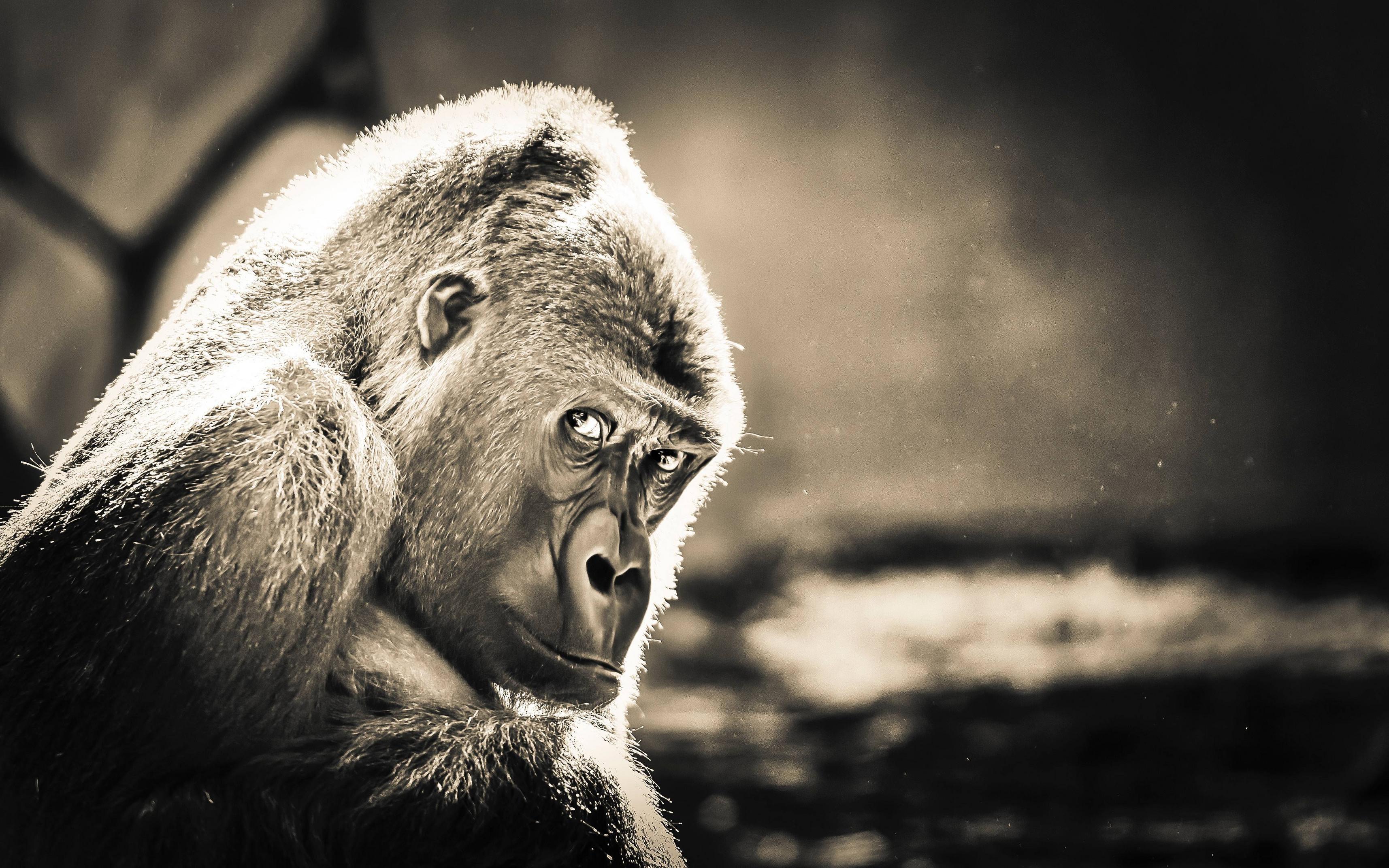 3430x2144 Gorilla, HD Animals, 4k Wallpaper, Image, Background, Photo and Picture