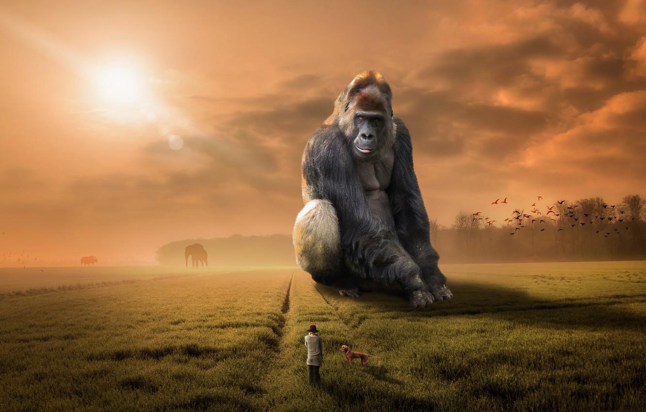 1332x850 Wallpaper people, dog, monkey, gorilla image for desktop, section ситуации