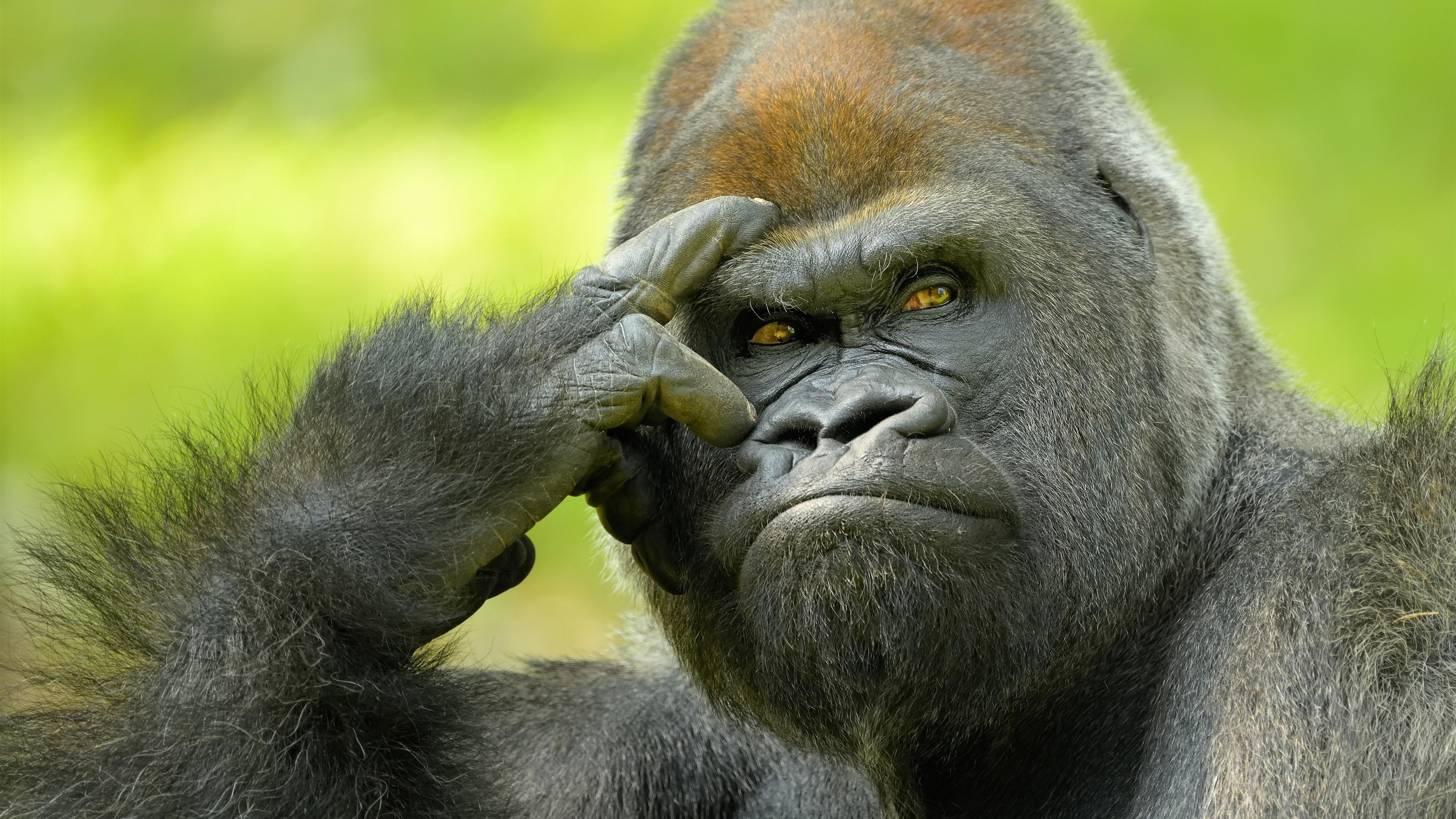 3840x2160 gorilla wallpaper hd, vertebrate, mammal, primate, snout, terrestrial animal