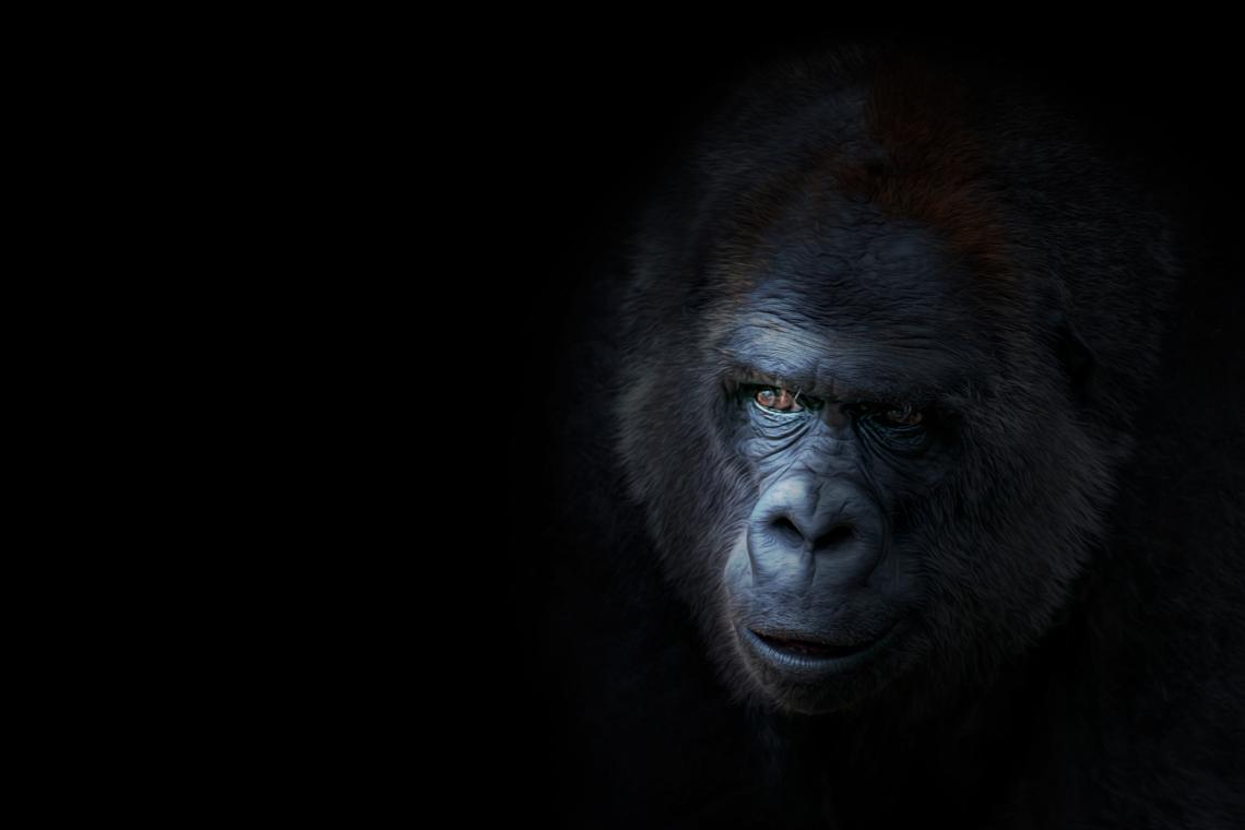 1140x760 Free photo of Wallpaper Blink Best of Gorilla for Android, Windows