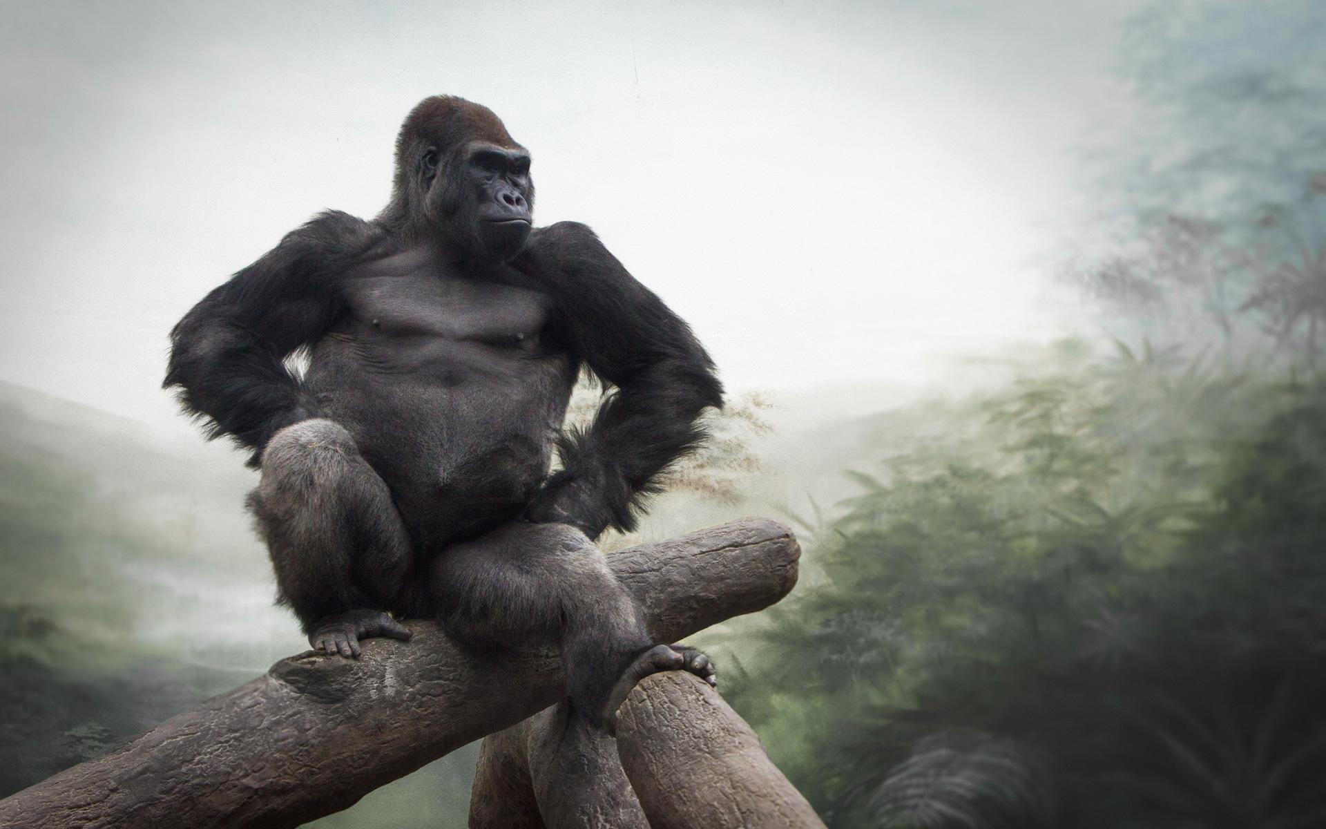 1920x1200 Gorilla HD Wallpaper