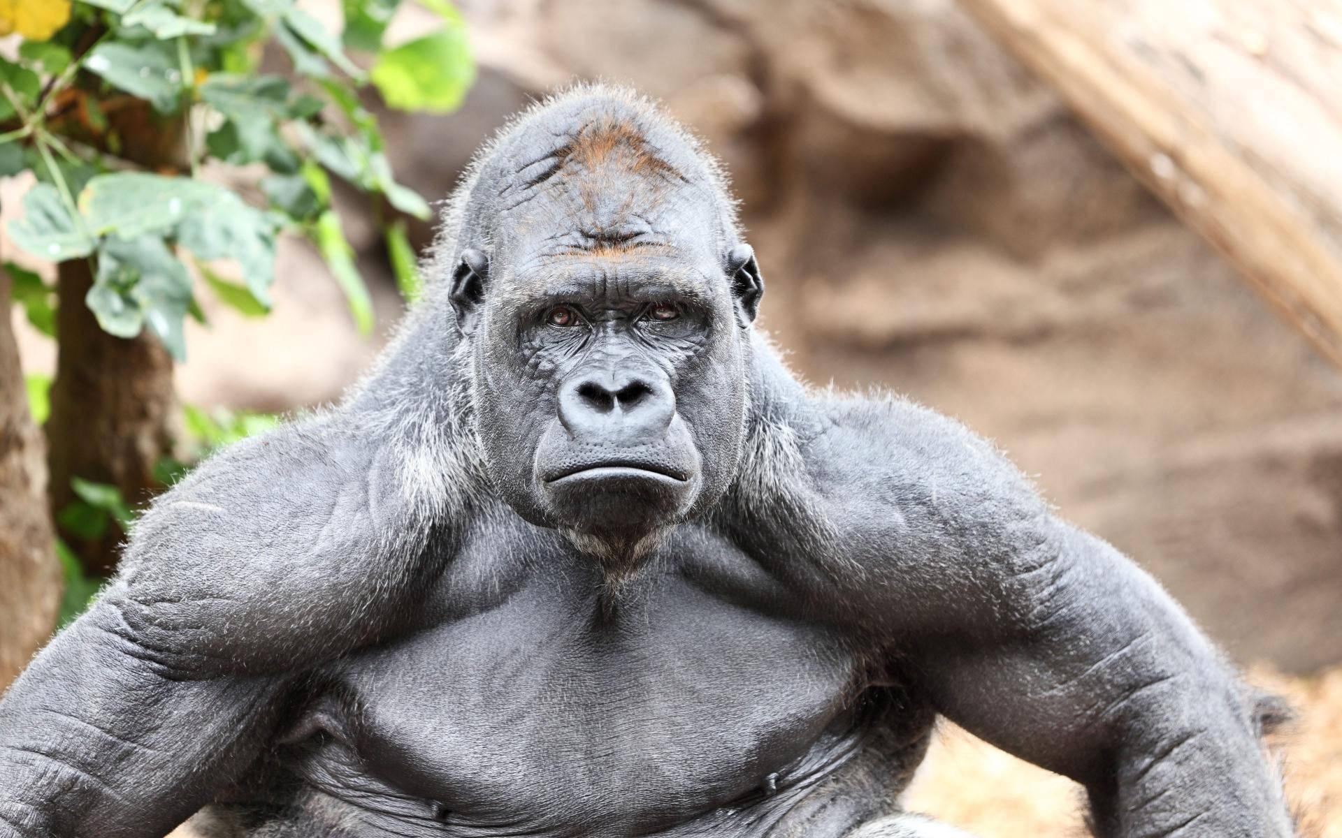 1920x1200 Download Mature Muscular Gorilla Wallpaper