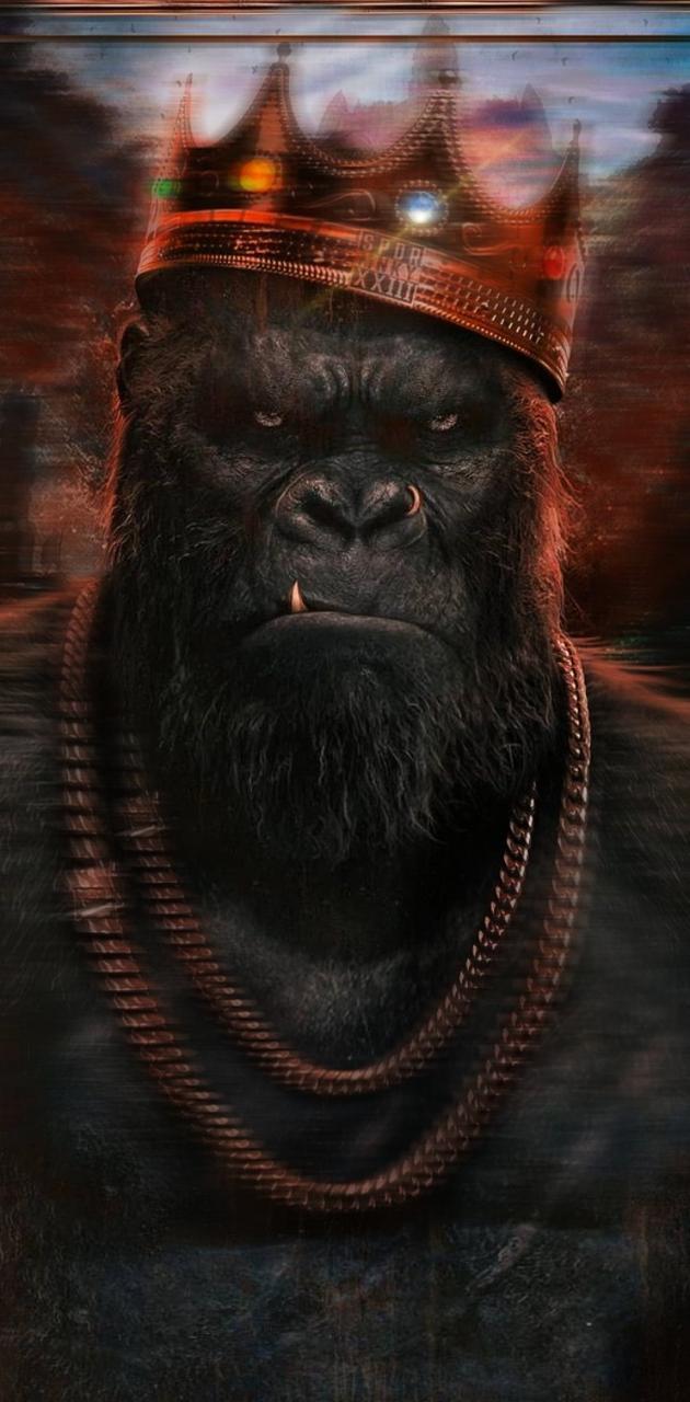Gorrilla Wallpapers - Top Free Gorrilla Backgrounds - WallpaperAccess