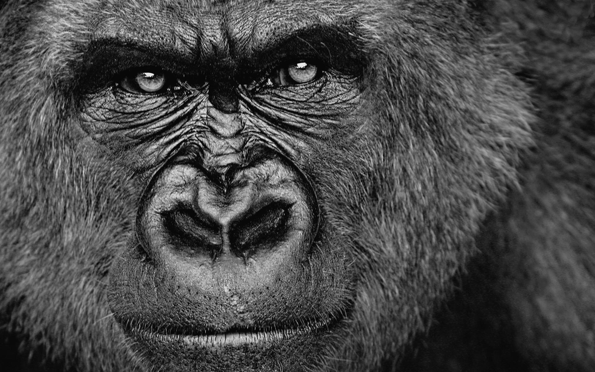 1920x1200 gorilla Wallpaper HD / Desktop and Mobile Background
